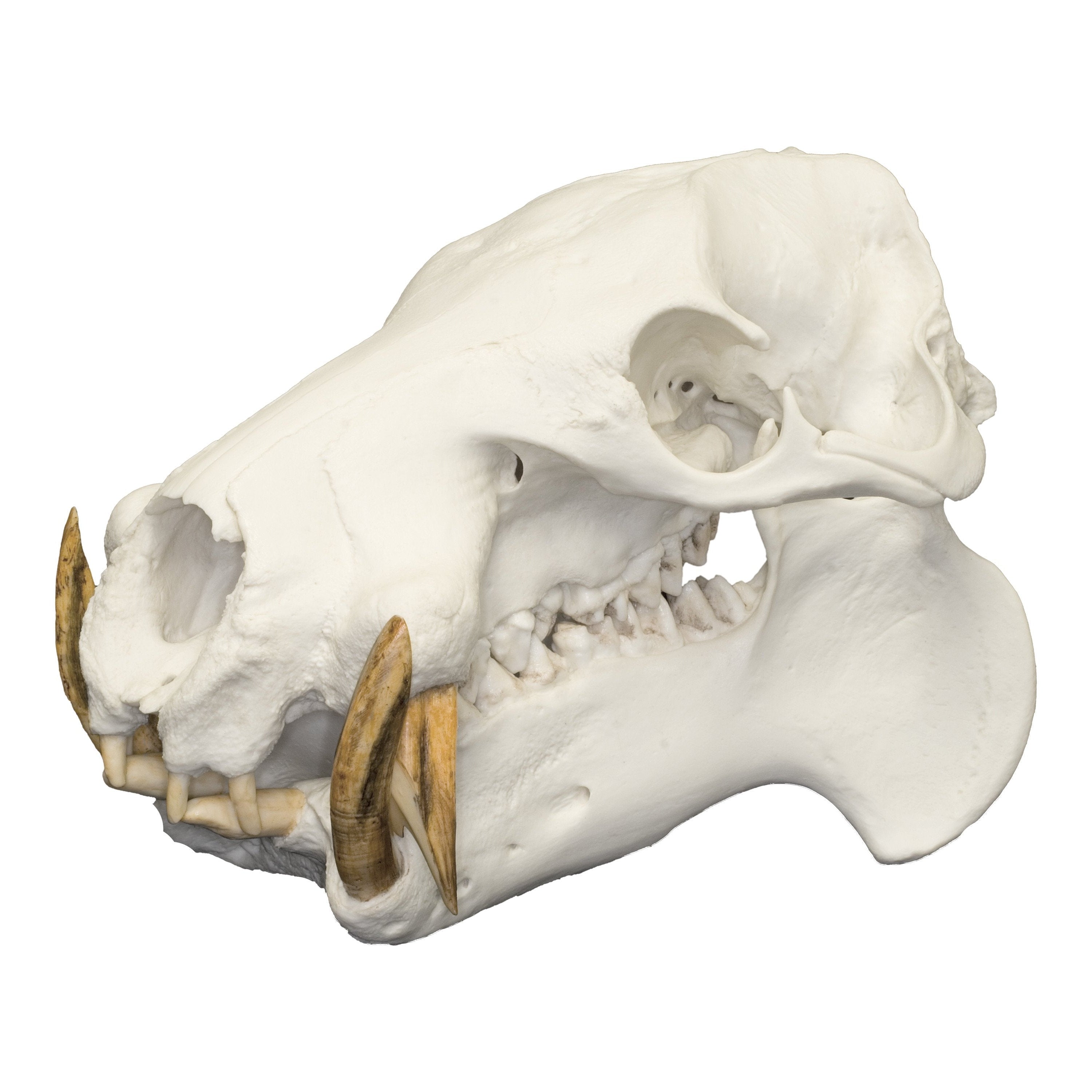 Authentic Replica Pygmy Hippopotamus Skull - Lifelike Animal Skull Model for Home Decor, Educational Display, and Halloween Props