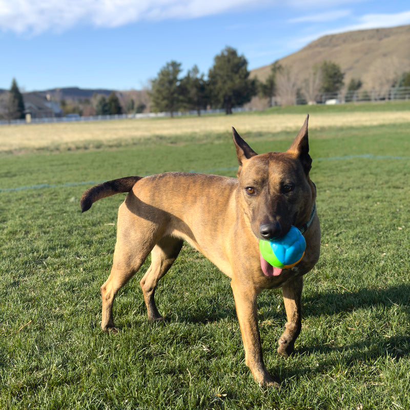 Kong High Visibility Twistz Dog Toy - Reflective & Durable Chew Ball for Playtime, Fetch & Training - Perfect for Day & Night Outdoor Activities