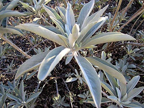 Sacred White Sage (Salvia Apiana) Seeds - 75 Count, Silver Foliage Native Smudging Herb for Spiritual Cleansing & Aromatherapy | Perfect for Meditation, Yoga, and Home Purification Ceremonies