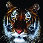 Tiger Show