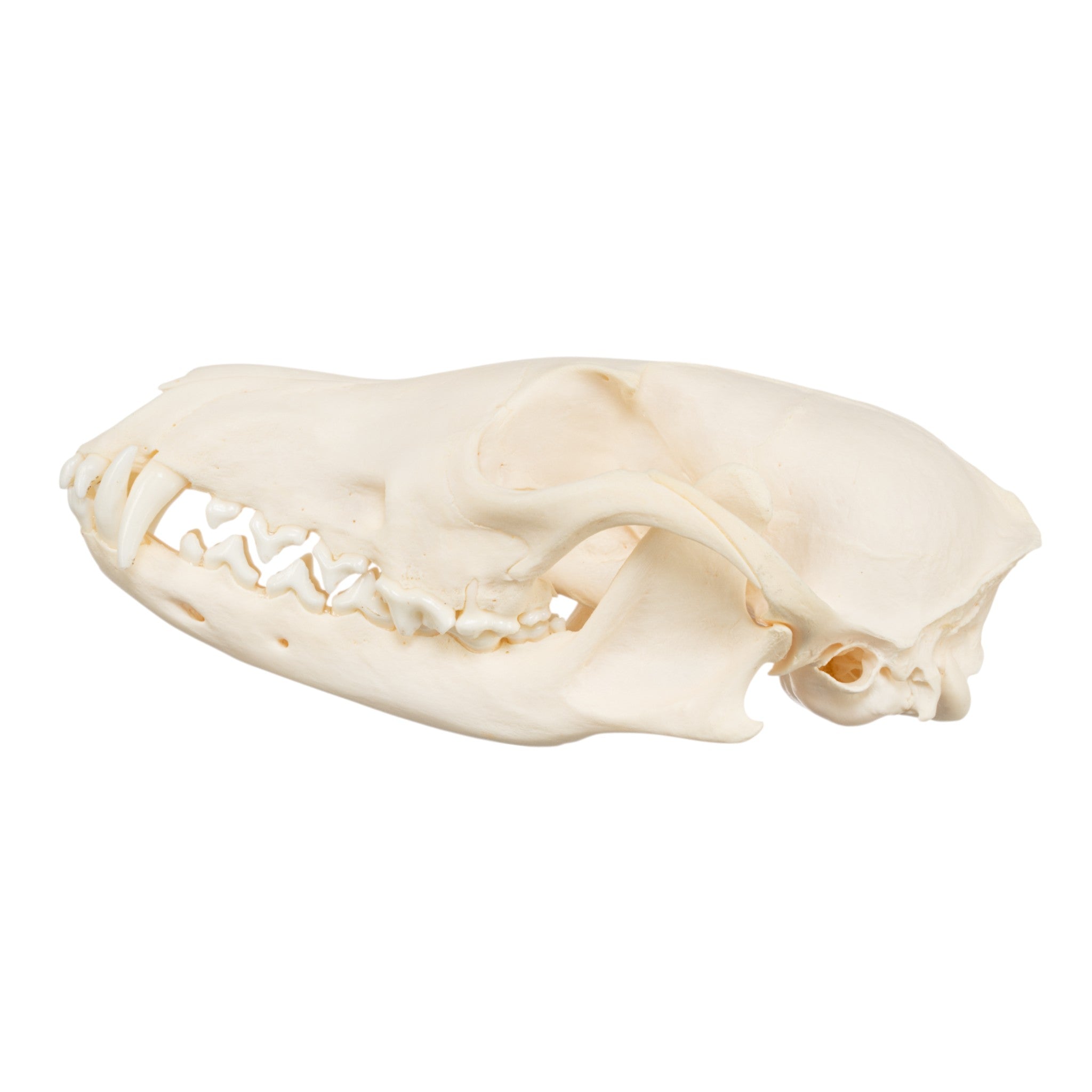Authentic Real Red Fox Skull - Taxidermy Specimen for Collectors, Oddity Decor & Gothic Home Decor | Perfect for Halloween, Cabinets of Curiosities & Dark Academia Aesthetics