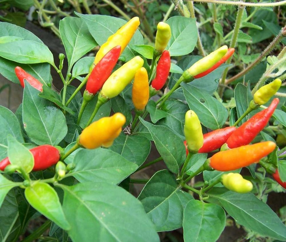 Grow Your Own Tabasco Pepper Plant - 2.5
