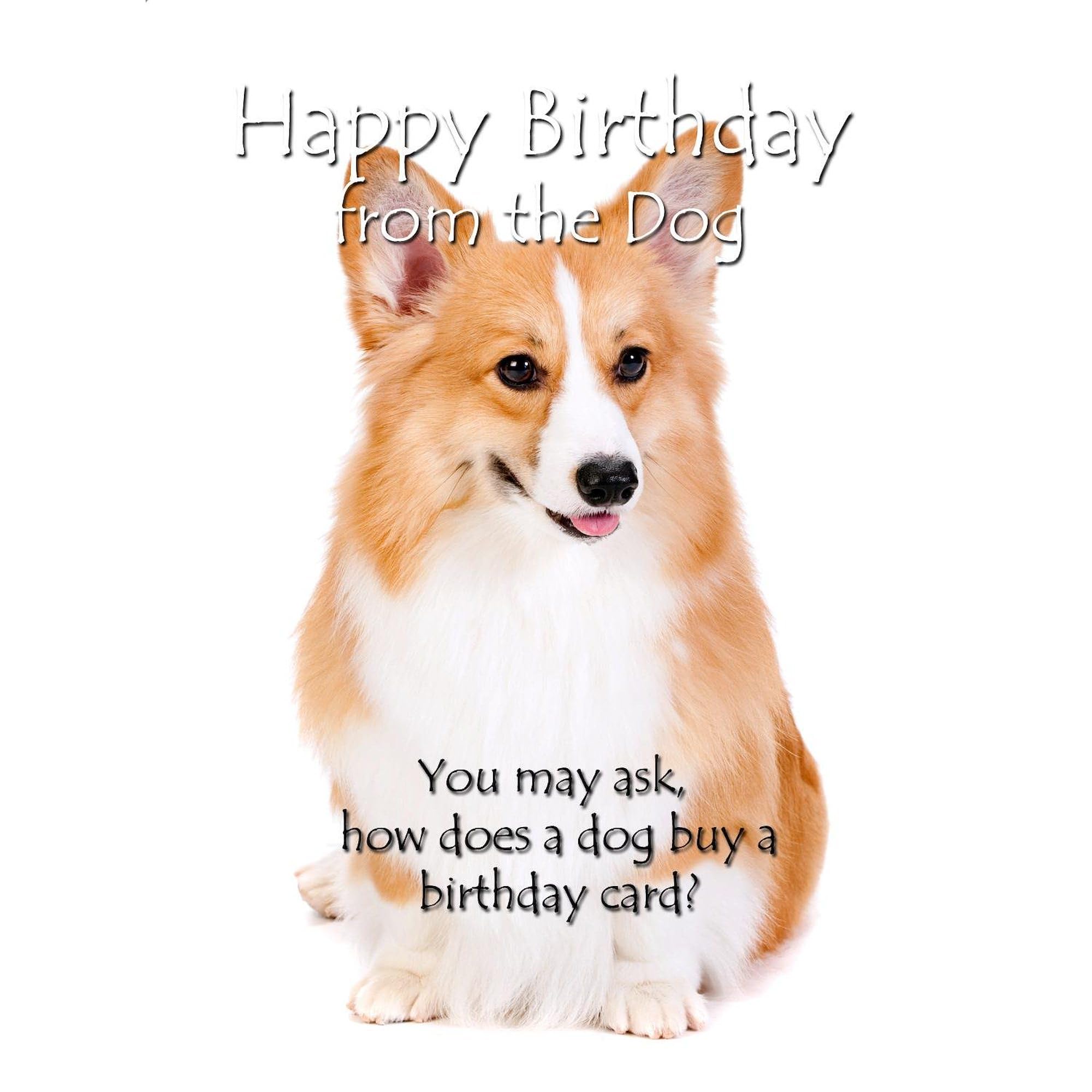 Funny Corgi Birthday Card - Folded Greeting Card with Matte Finish | Perfect for Dog Lovers & Corgi Owners Birthday Wishes