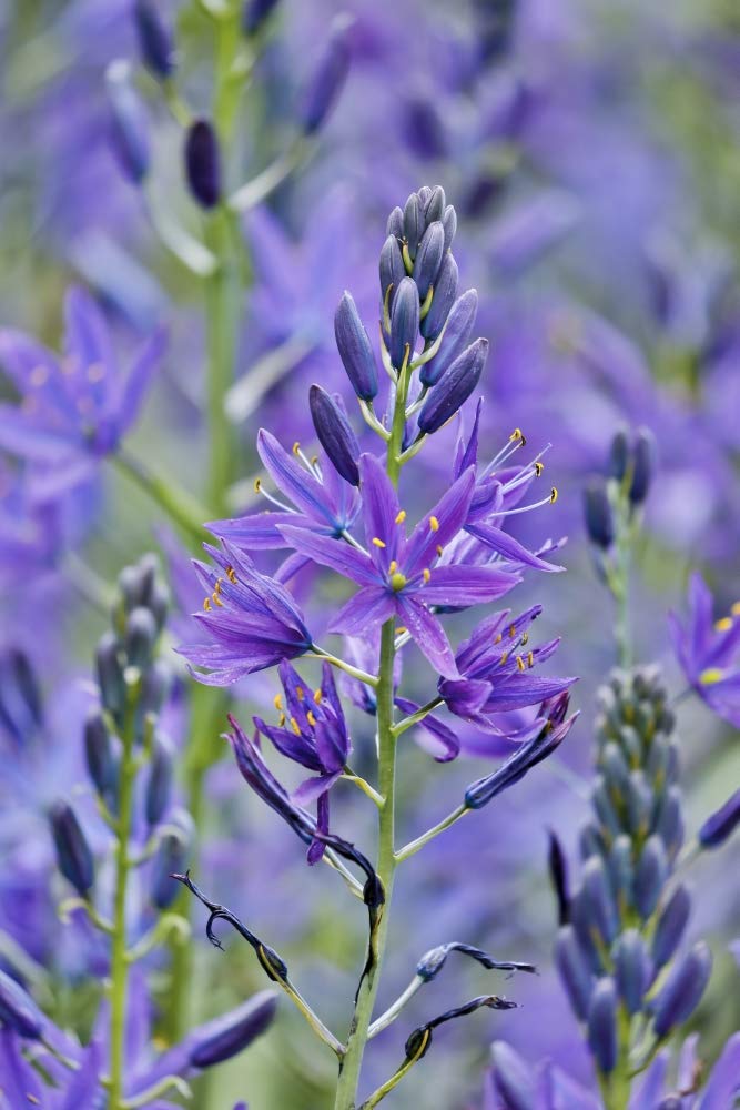 Fort Rodd Hill Victoria BC Canada Landscape Photo Print - Camas Close-up in Field Poster, 24x36 Inches, Wall Art Decor for Living Room, Bedroom & Office