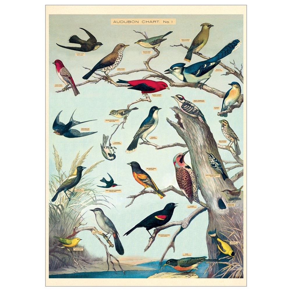 Audubon Birds Wrapping Paper - Eco-Friendly Gift Wrap for Nature Lovers - Perfect for Birthday Gifts, Christmas Presents & Party Decorations