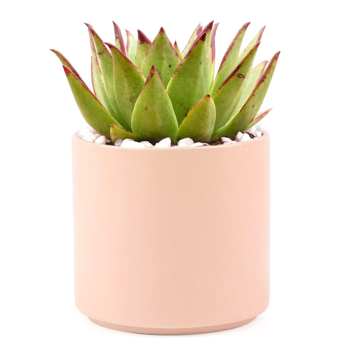 Agavoides Succulent Plant with 4