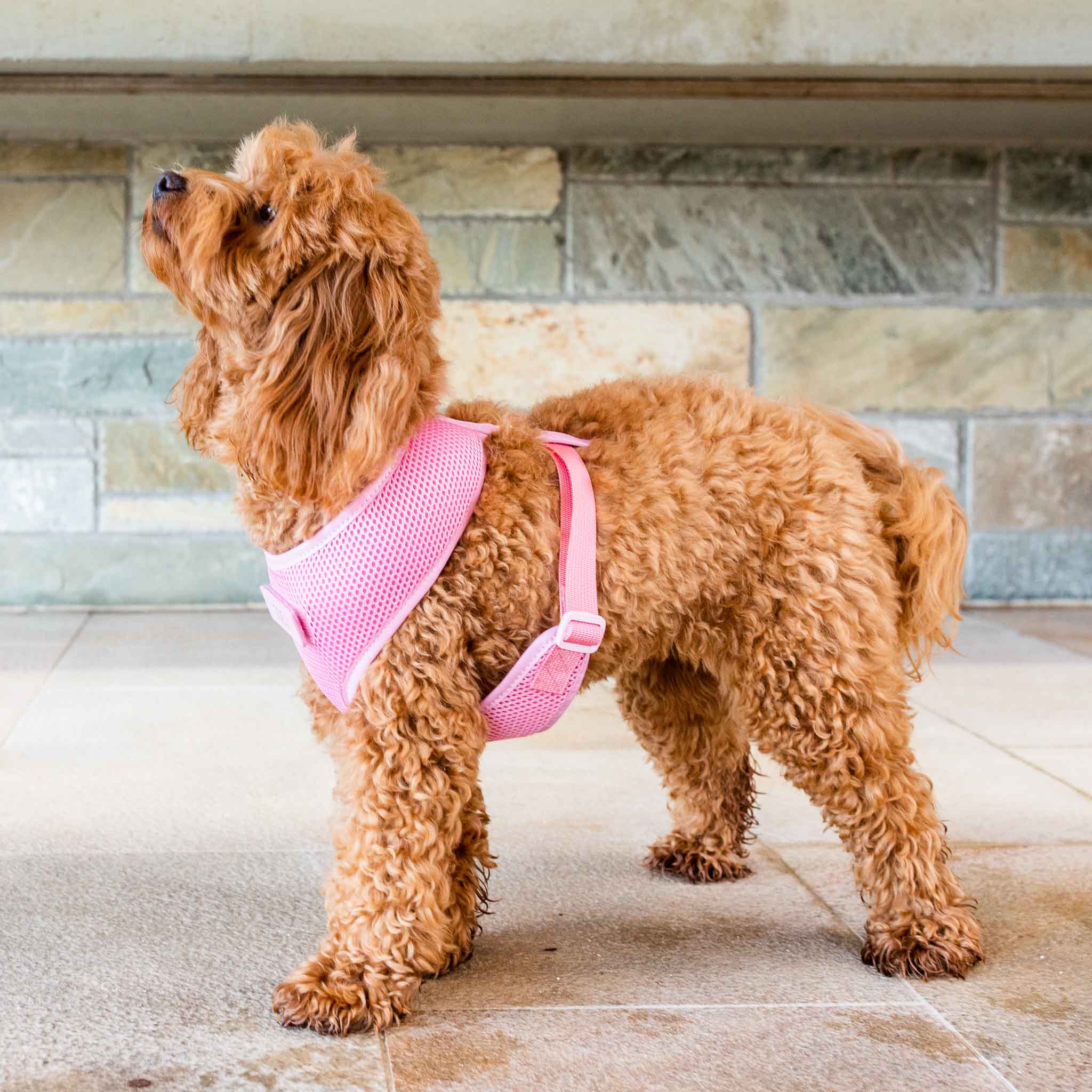 Pink Dog Harness with Adjustable Straps - Soft & Comfortable Pet Vest for Small to Medium Dogs - Perfect for Walking, Hiking & Outdoor Adventures