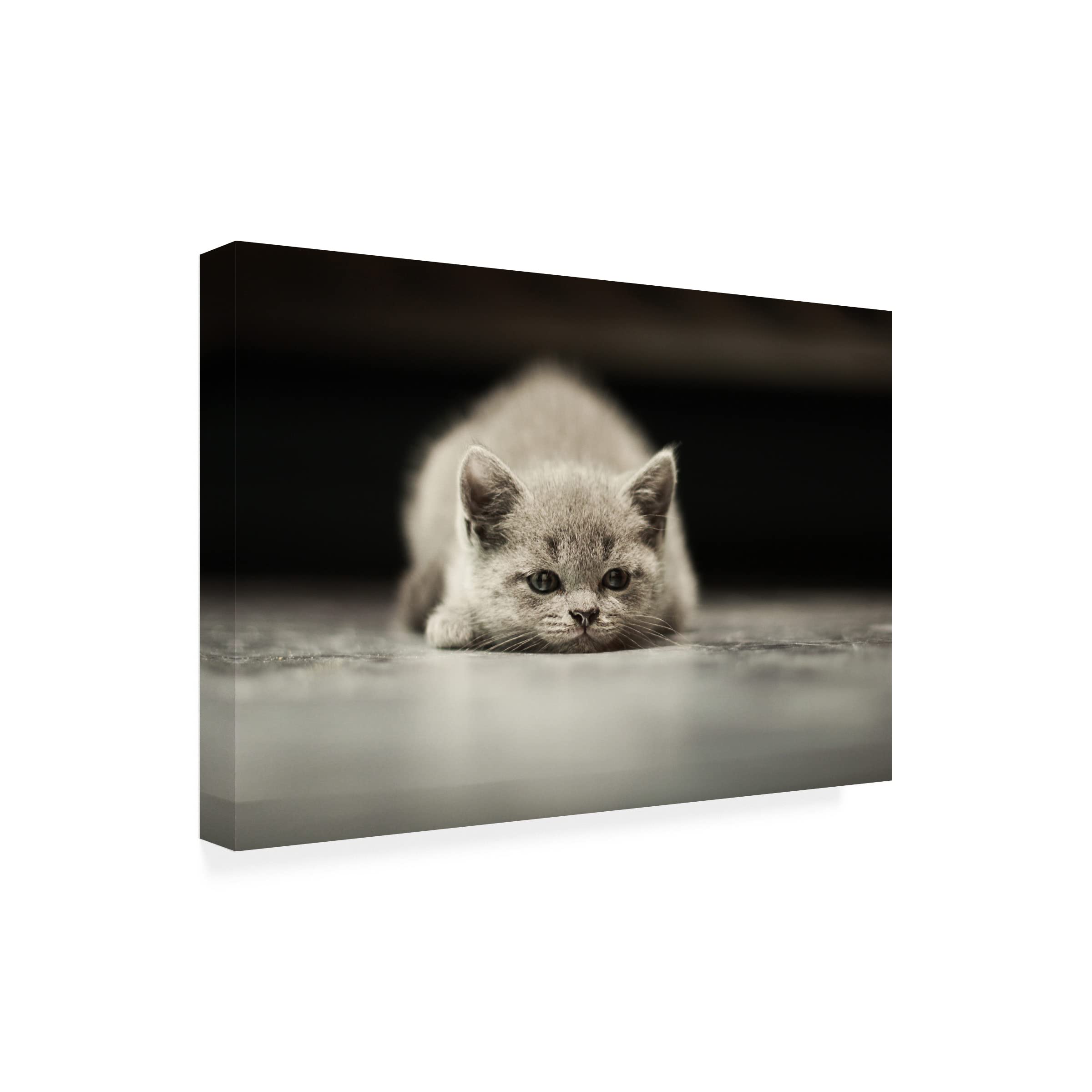 Trademark Fine Art 'Phillip' Canvas Wall Art by Anton Belovodchenko - Handmade Oil Painting Reproduction for Living Room & Office Decor