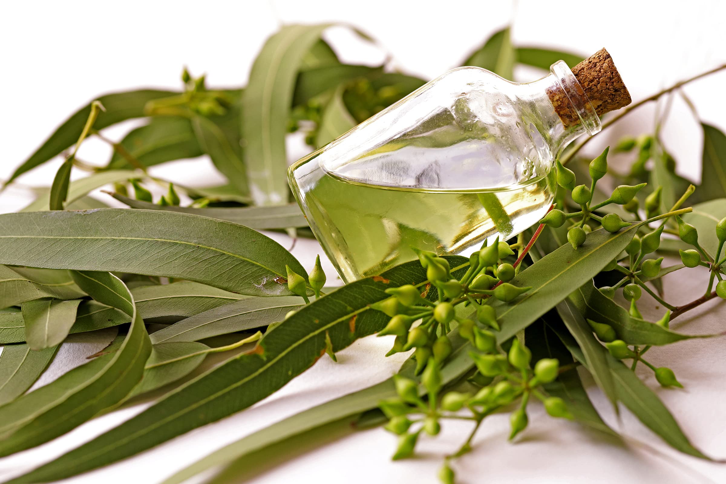 Pure Eucalyptus Essential Oil (Eucalyptus Globulus) - 1 Gallon - Aromatherapy, Massage, Diffuser & Home Cleaning Uses