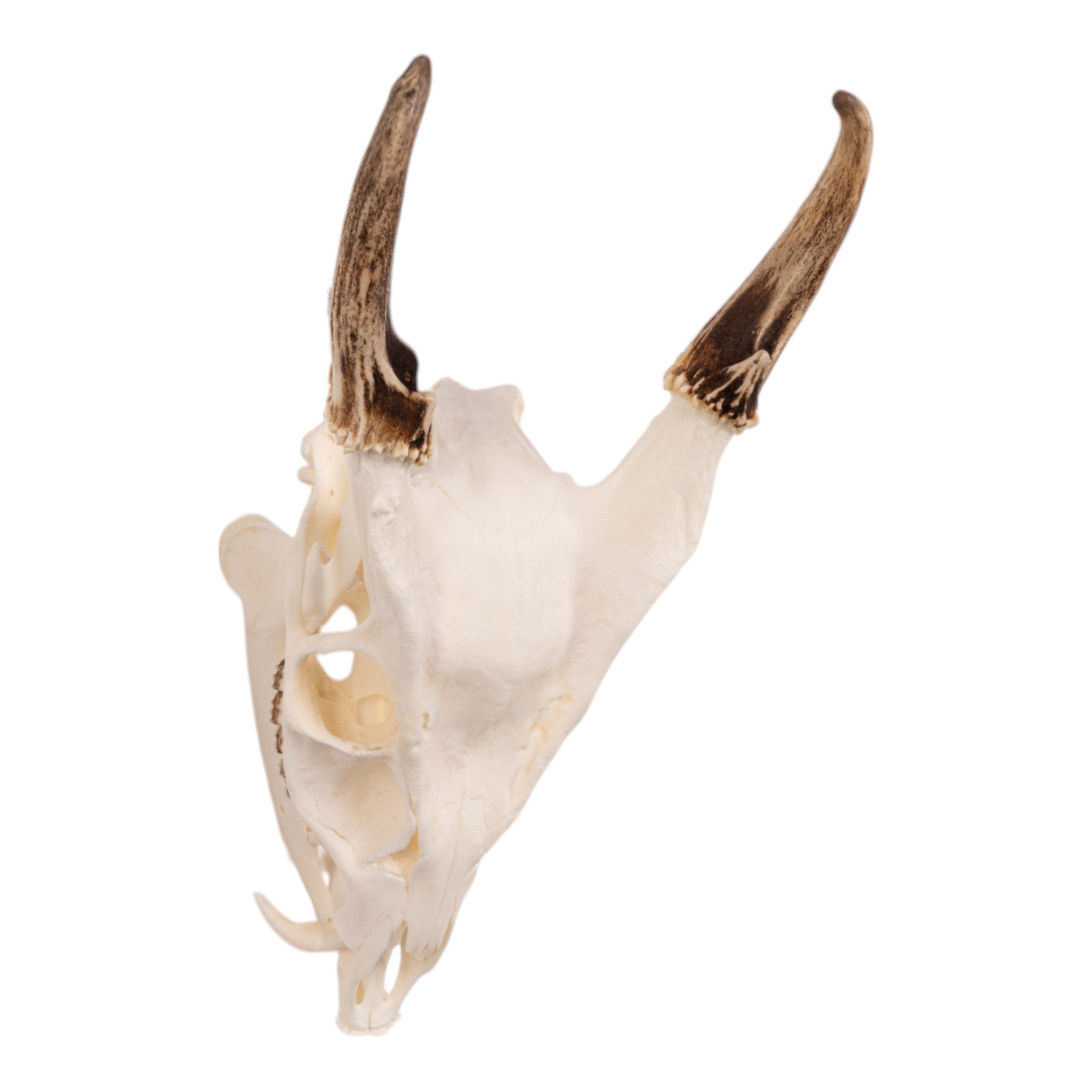 Real Reeve's Muntjac Skull with Mandible - Authentic Deer Skull Specimen for Taxidermy, Science Education & Gothic Home Decor | Perfect for Biology Classrooms, Hunting Cabin Displays & Oddity Collections
