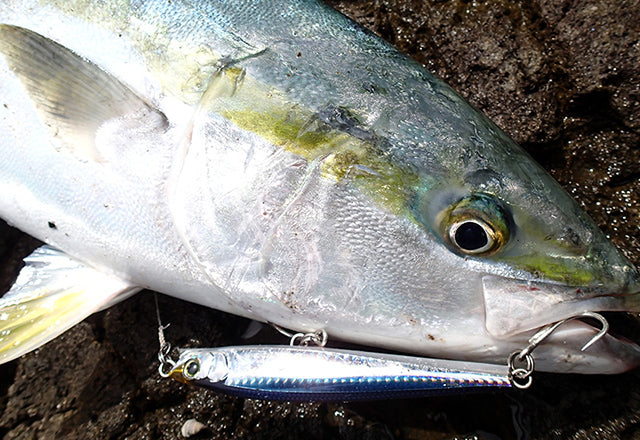 Yo-Zuri Hydro Monster Shot Casting Lures - Topwater Fishing Lures for Bass, Pike & Musky - Ideal for Freshwater & Saltwater Fishing Adventures