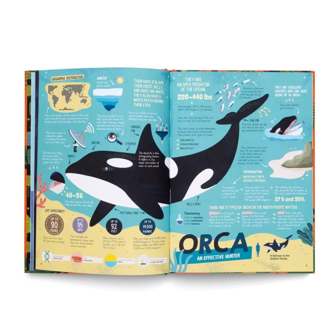 Octavio Pintos: The Hunters - Predators of the Animal Kingdom | Illustrated Wildlife Book by Martin Iannuzzi | Perfect for Nature Lovers & Animal Enthusiasts