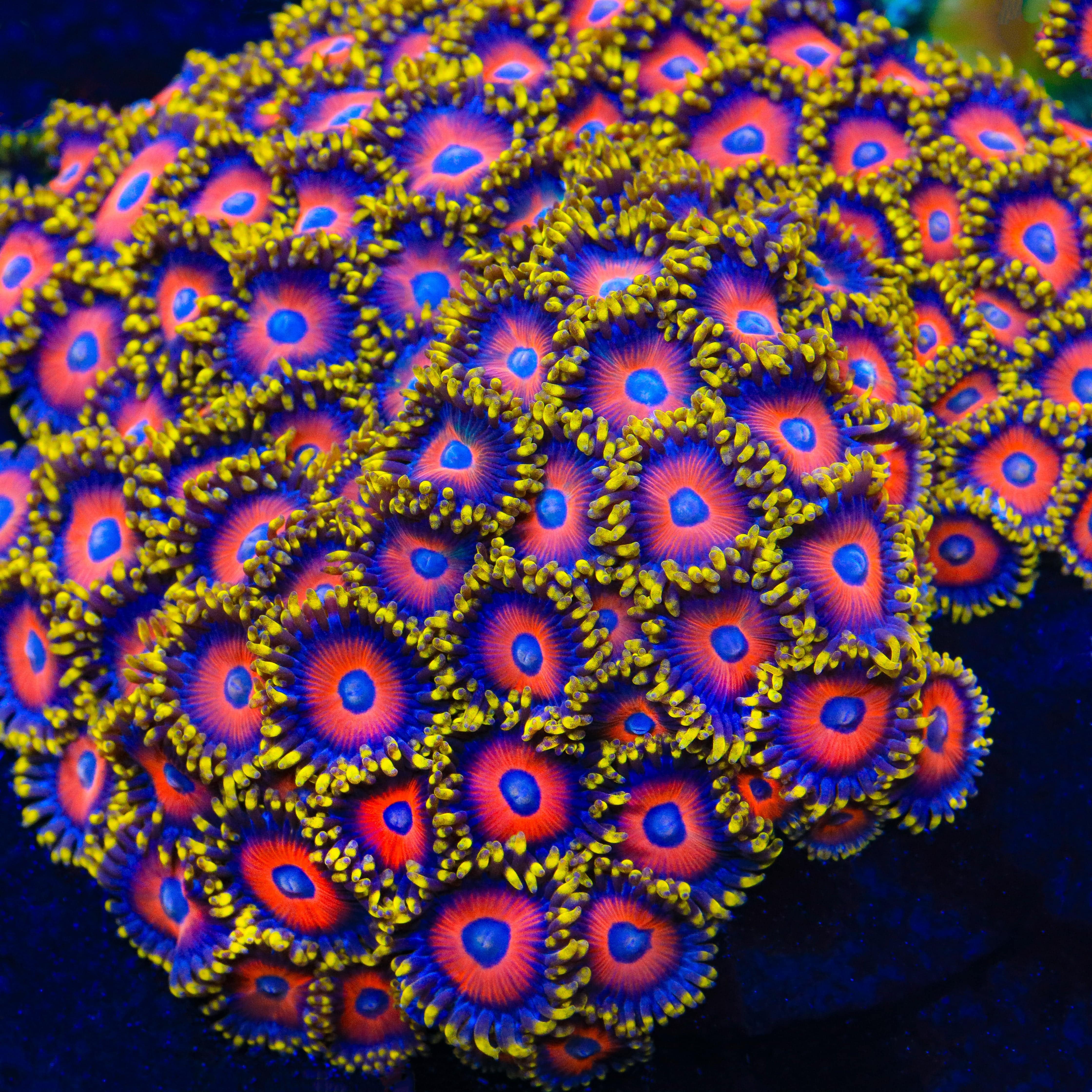 Premium Eagle Eye Zoanthids Coral for Saltwater Aquariums - Vibrant Color & Easy Care | Perfect for Reef Tanks & Marine Displays