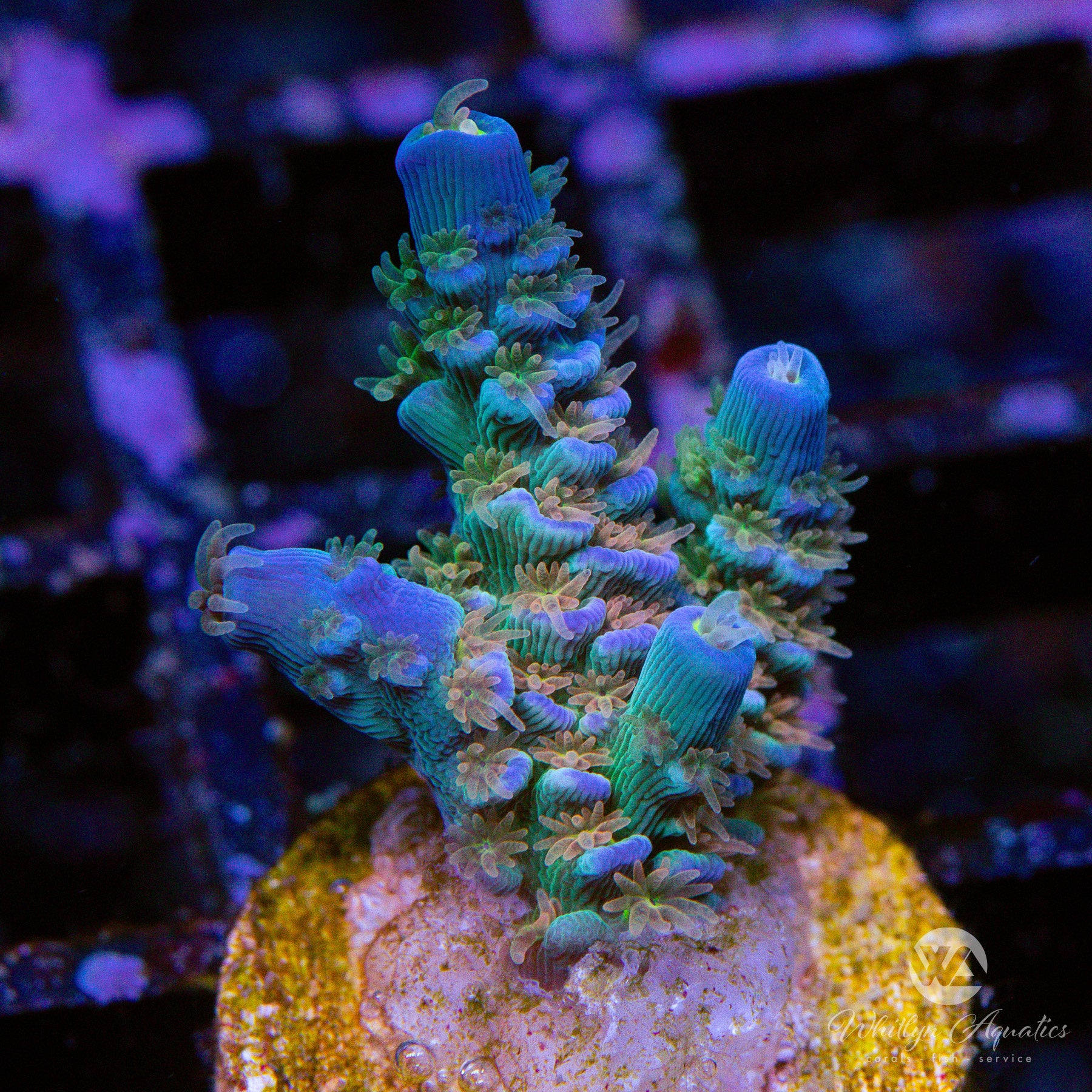 RRC Orange Passion Acropora Coral for Saltwater Aquariums – Vibrant SPS Coral for Reef Tanks & Marine Aquascaping