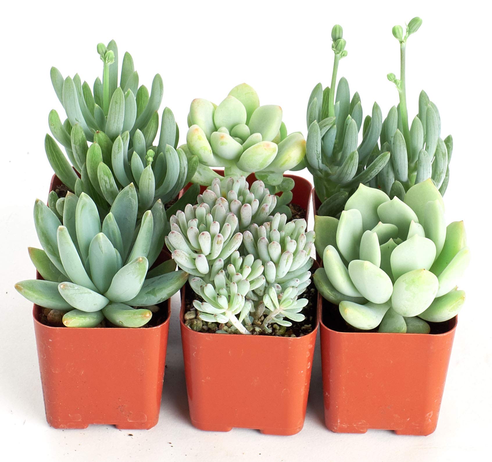 Shop Succulents - Blue Collection of 6 Live Mini Succulent Plants in 2