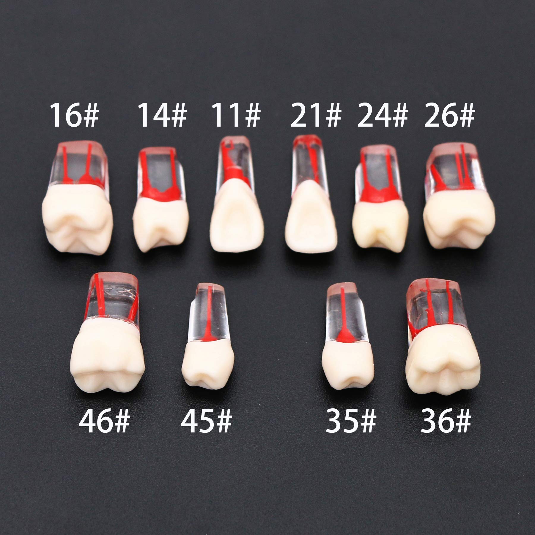 10 Pcs Dental Teeth Model for RCT Practice - Tooth Block with Pulp Cavity for Dental Teaching & Study - Perfect for Dental Students, Professionals & Training Classes