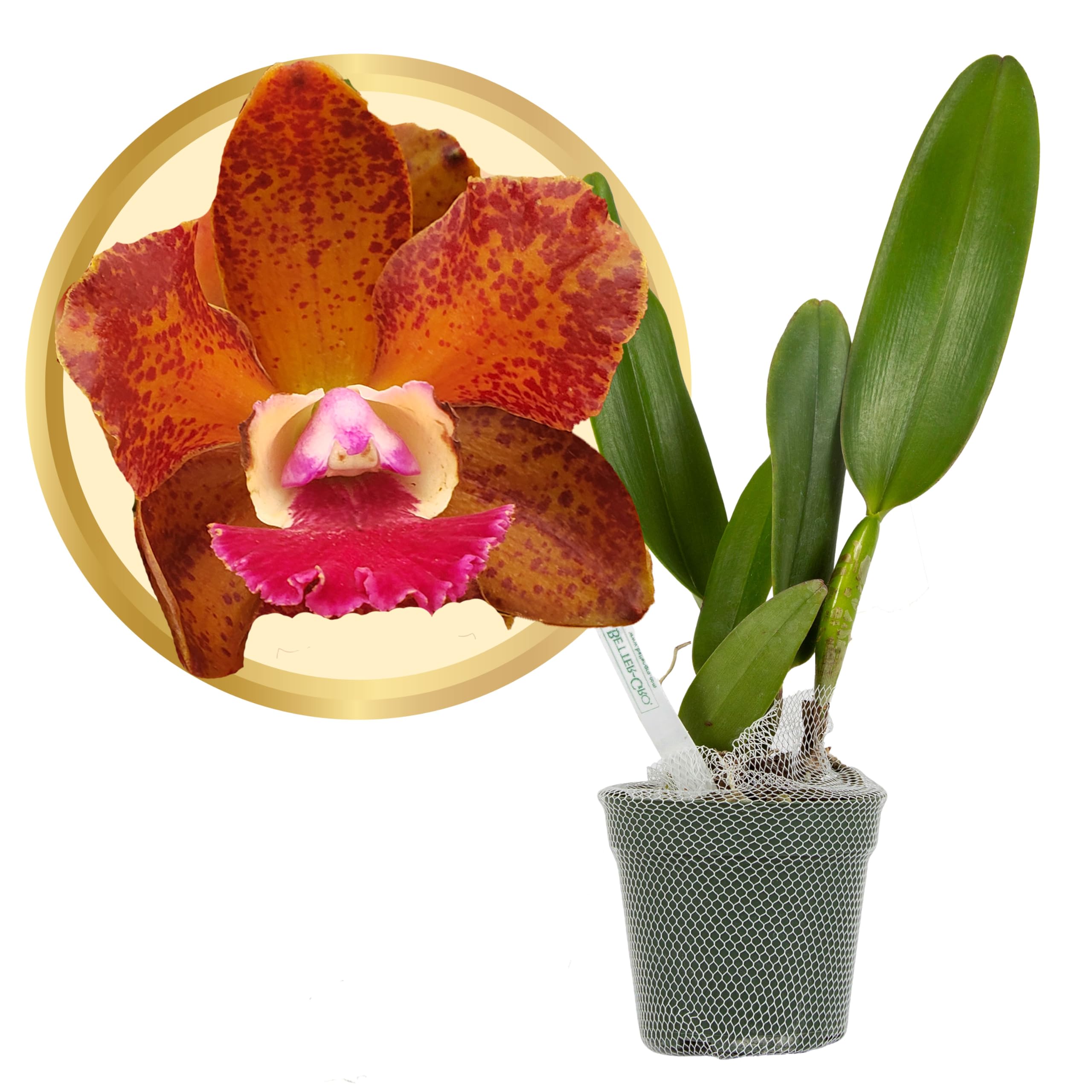 Better-Gro Cattleya Hybrid Orchid 4