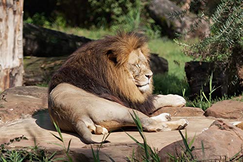 1000 Piece Jigsaw Puzzle for Adults - Sleepy Lion Wildlife Puzzle, Educational Brain Teaser & Stress Relief Toy, Fun Family Game for Home Decor, Parties & Relaxation Time