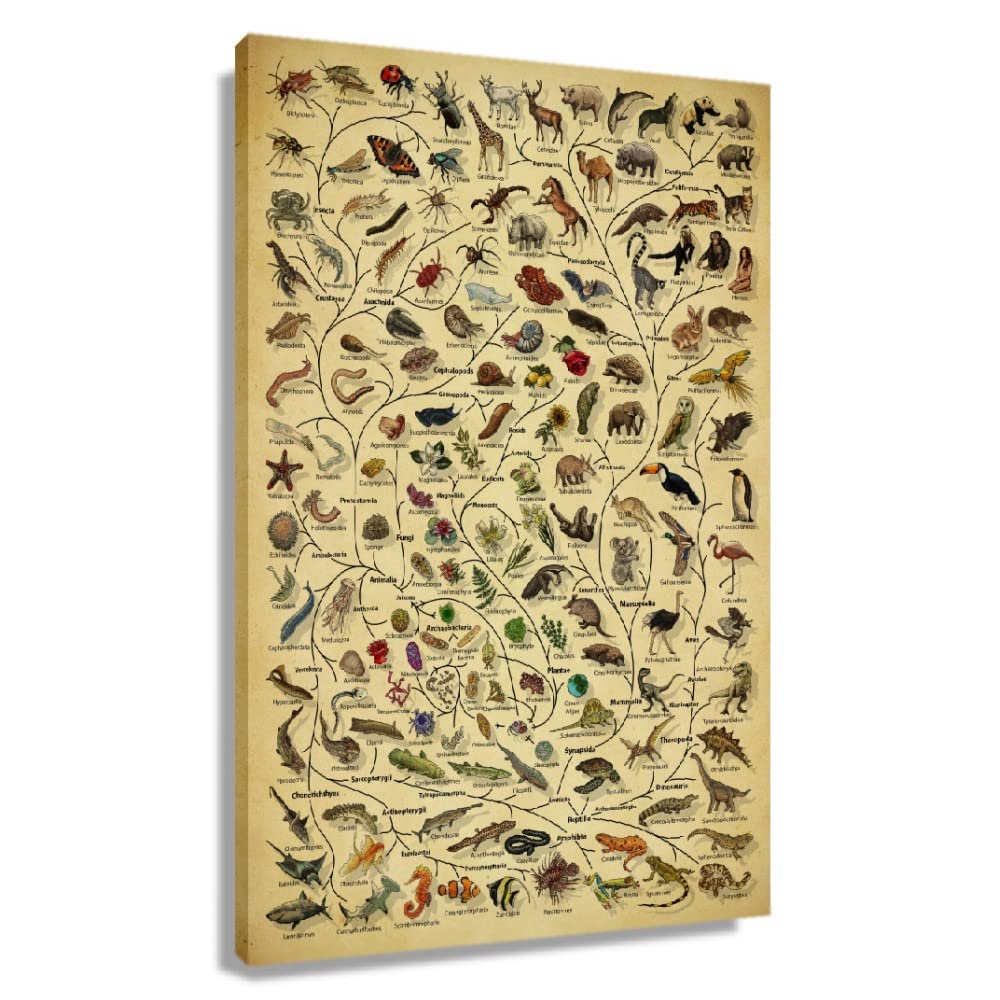 Animal Evolution Vintage Poster - Tree of Life Knowledge Chart Wall Art for Home & Office Decor - Framed HD Canvas Print (24x36 inches/60x90cm) - Perfect for Bedroom, Bathroom, Living Room & Classroom Decorations