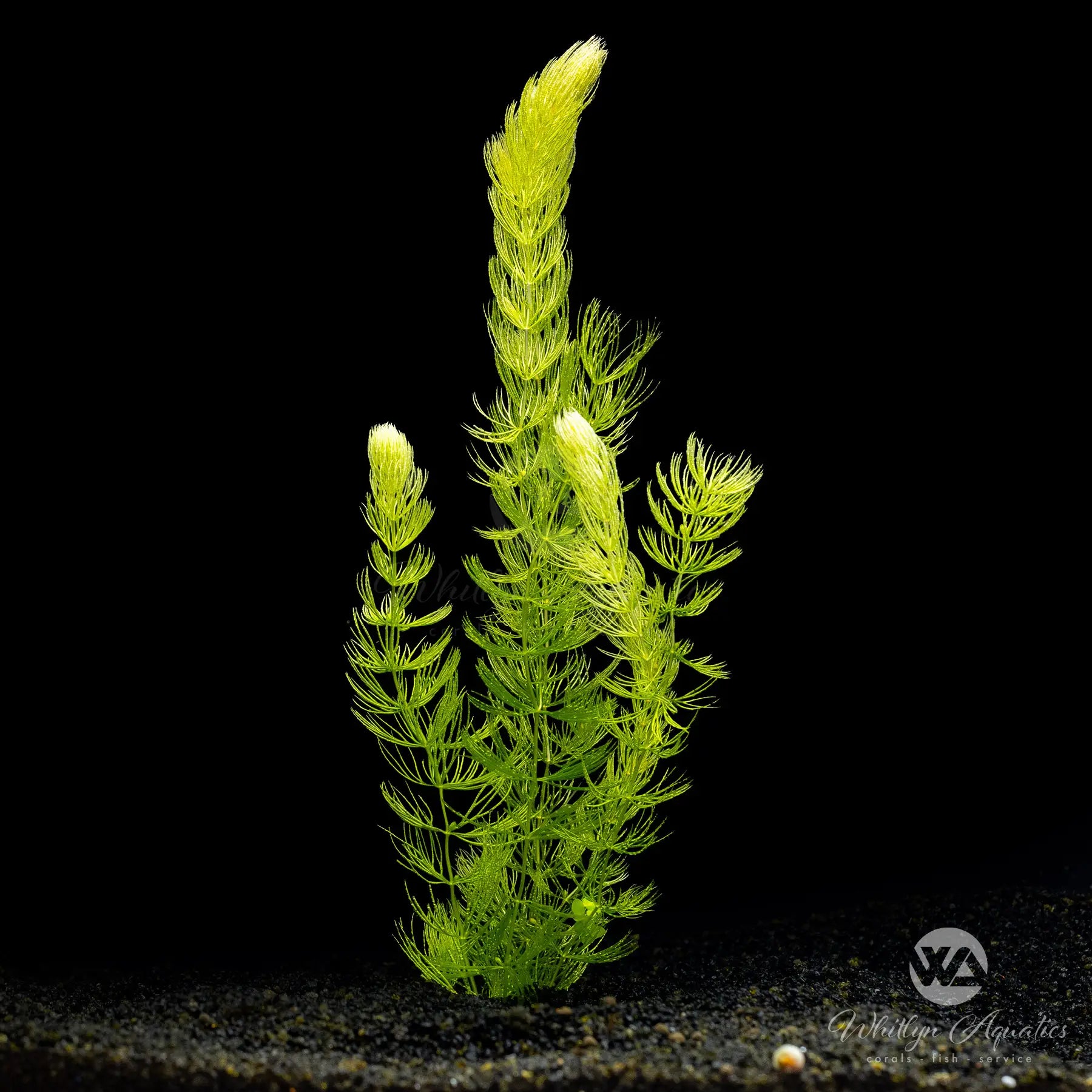 Hornwort (Ceratophyllum demersum) - Live Aquatic Plant for Aquariums & Ponds | Oxygenating, Low-Maintenance, Fast-Growing | Perfect for Fish Tanks, Water Gardens & Natural Filtration