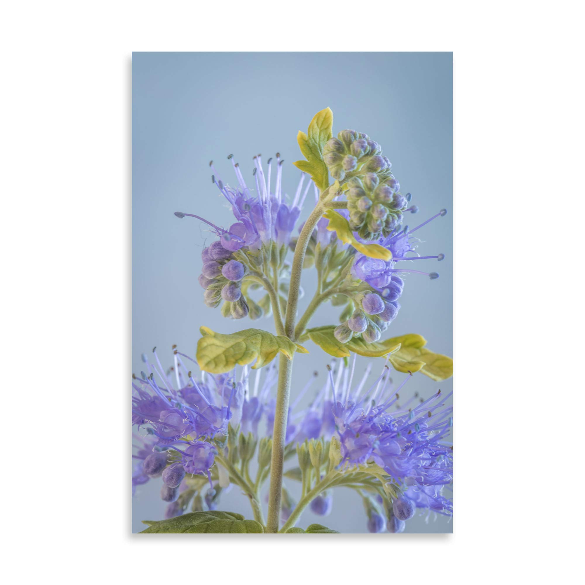 Contemporary Caryopteris V by Kathy Mahan - 16x24 Inch Fine Art Giclee Print on Premium Paper | Botanical Wall Decor for Living Room, Bedroom & Office