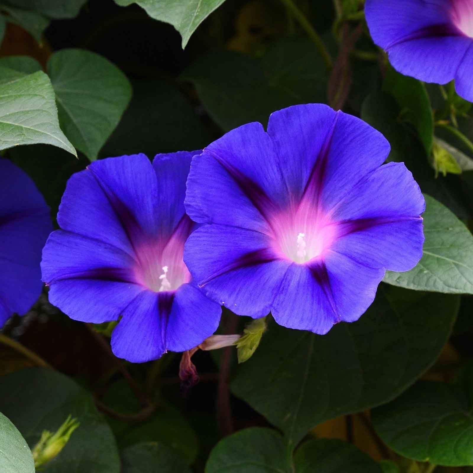 Eden Brothers Non-GMO Morning Glory Seeds - Grandpa Ott Variety, 1 lb Bag | Easy to Grow Flower Seeds for Spring Planting in USDA Zones 1-10 | Perfect for Garden Borders, Trellises & Container Gardening