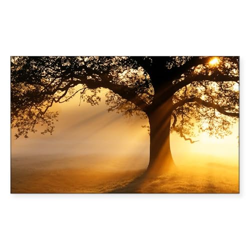 White - Oak Tree At Sunrise