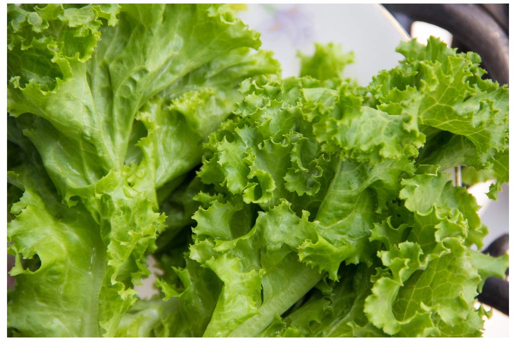Black Seeded Simpson Lettuce Seeds - 1000 Non-GMO Heirloom Open Pollinated (Lactuca Sativa) - Perfect for Home Gardens, Hydroponics & Organic Farming