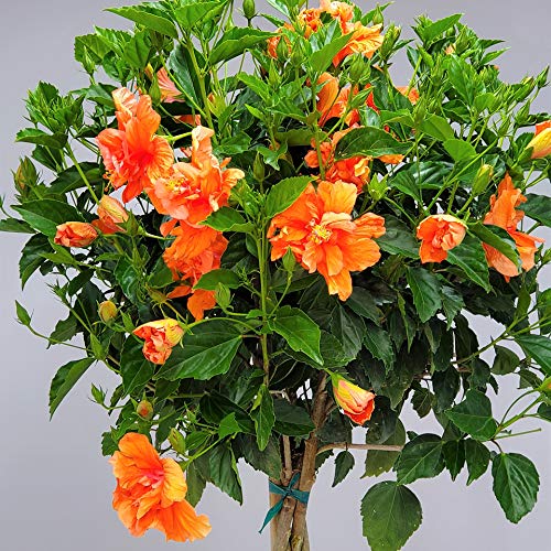 Braided Live Hibiscus Tree - Double Peach Flower - Tropical Plants for Florida - 38