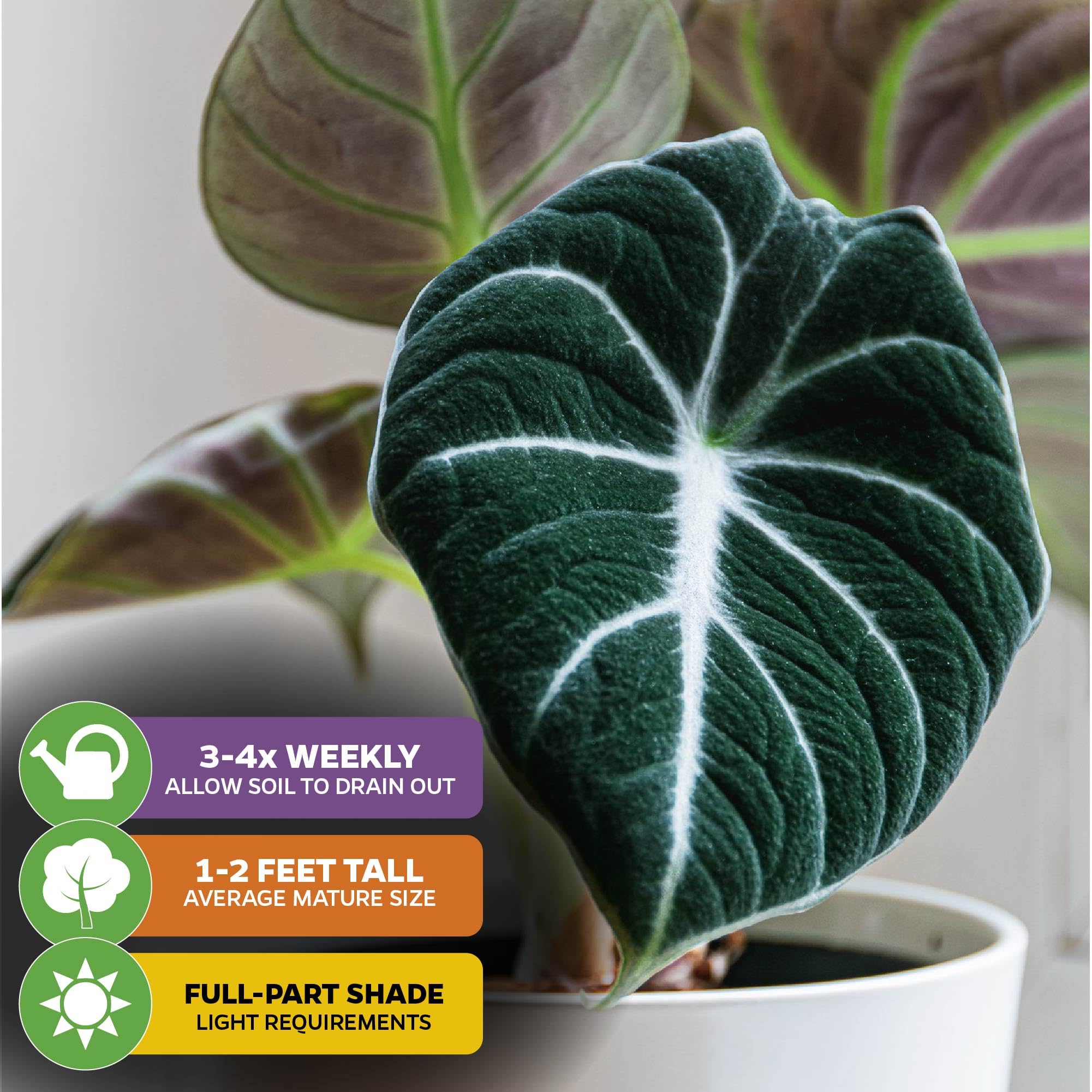 Black Velvet Elephant Ear Live Plant (Alocasia reginula) - Exotic Tropical Houseplant with Dark Green Velvet Foliage - Perfect for Indoor Decor & Outdoor Garden Landscaping - Ideal for Home, Office, or Patio Spaces
