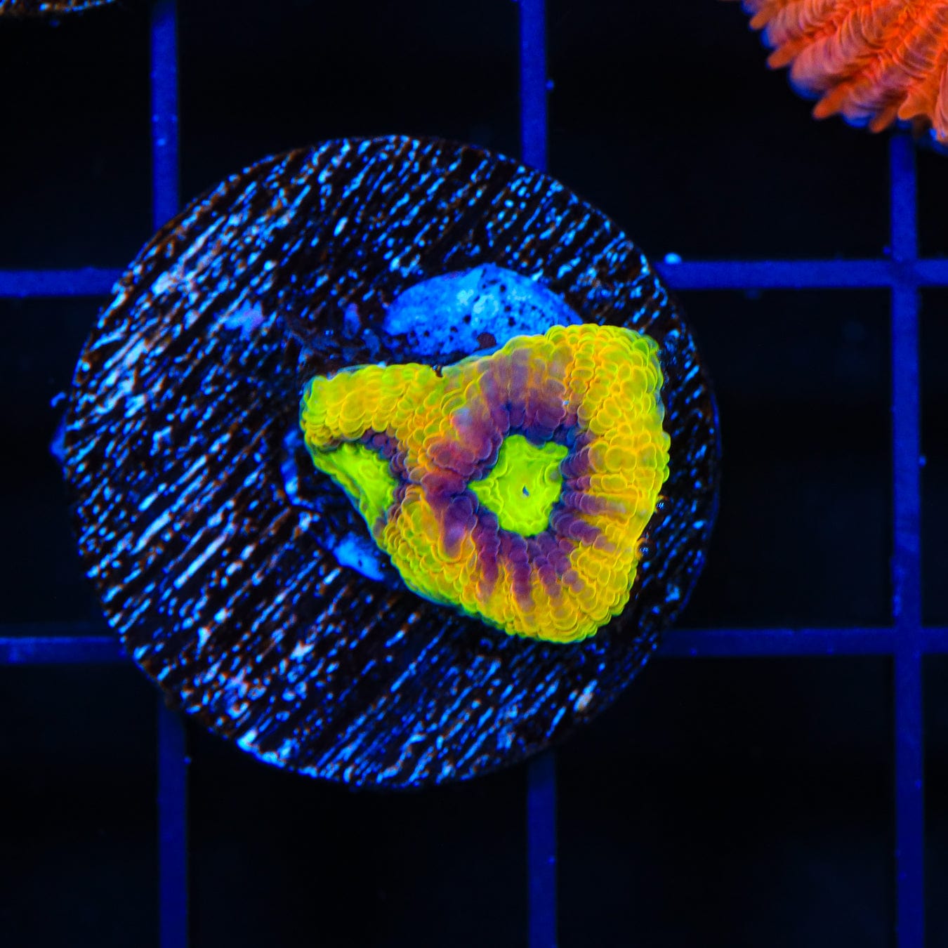 Dragon Soul Favia Coral - Premium Saltwater Aquarium Coral for Reef Tanks | Perfect for Marine Aquascaping & Coral Propagation