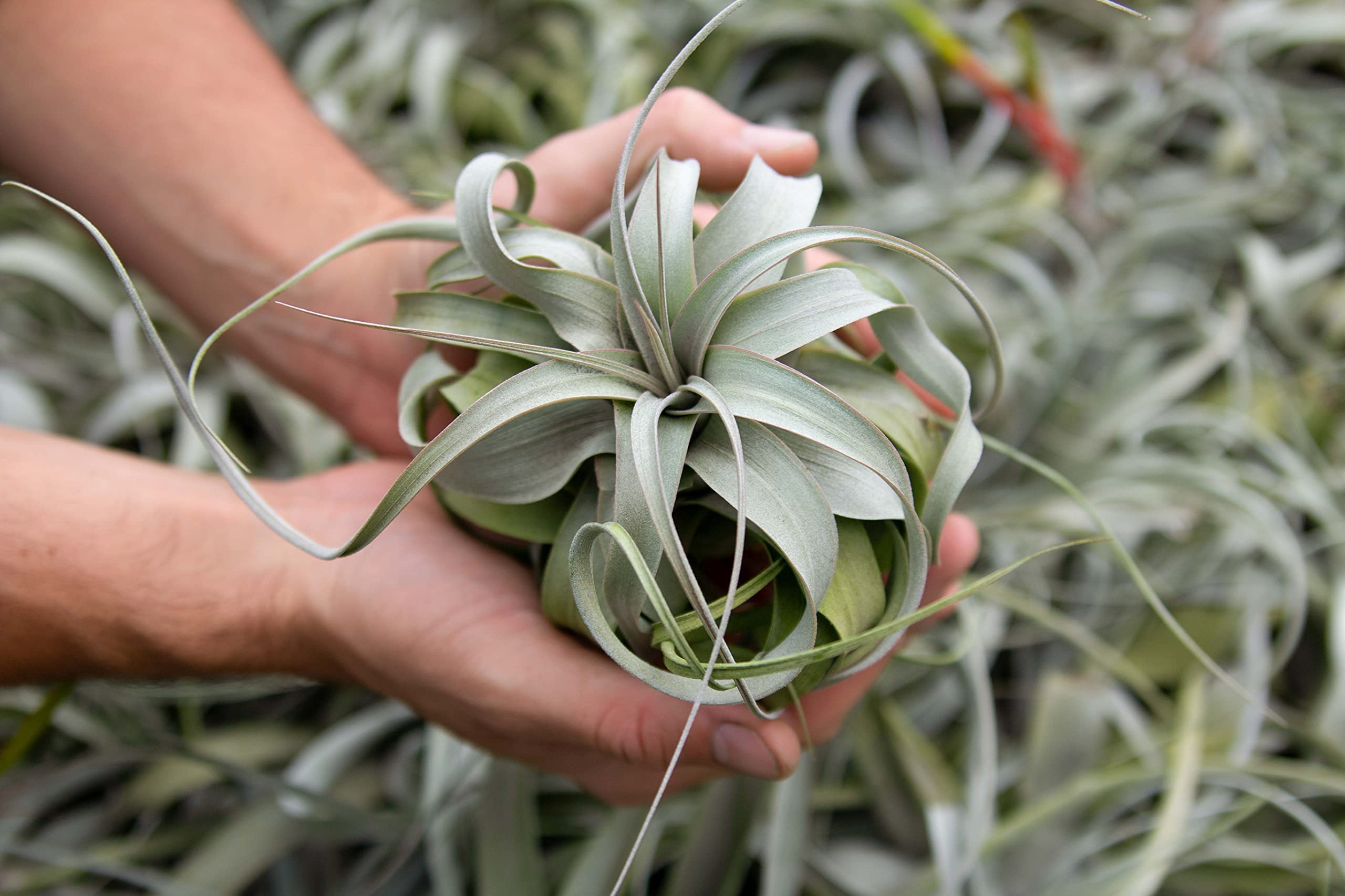 6 Pack Large Xerographica Air Plants 5-7 Inch Wide - Live Tillandsia Succulent House Plants for Terrariums, Home & Office Decor - Easy Care Indoor/Outdoor Air Plants (Wholesale Available) - Perfect for Gifts, Weddings & DIY Projects