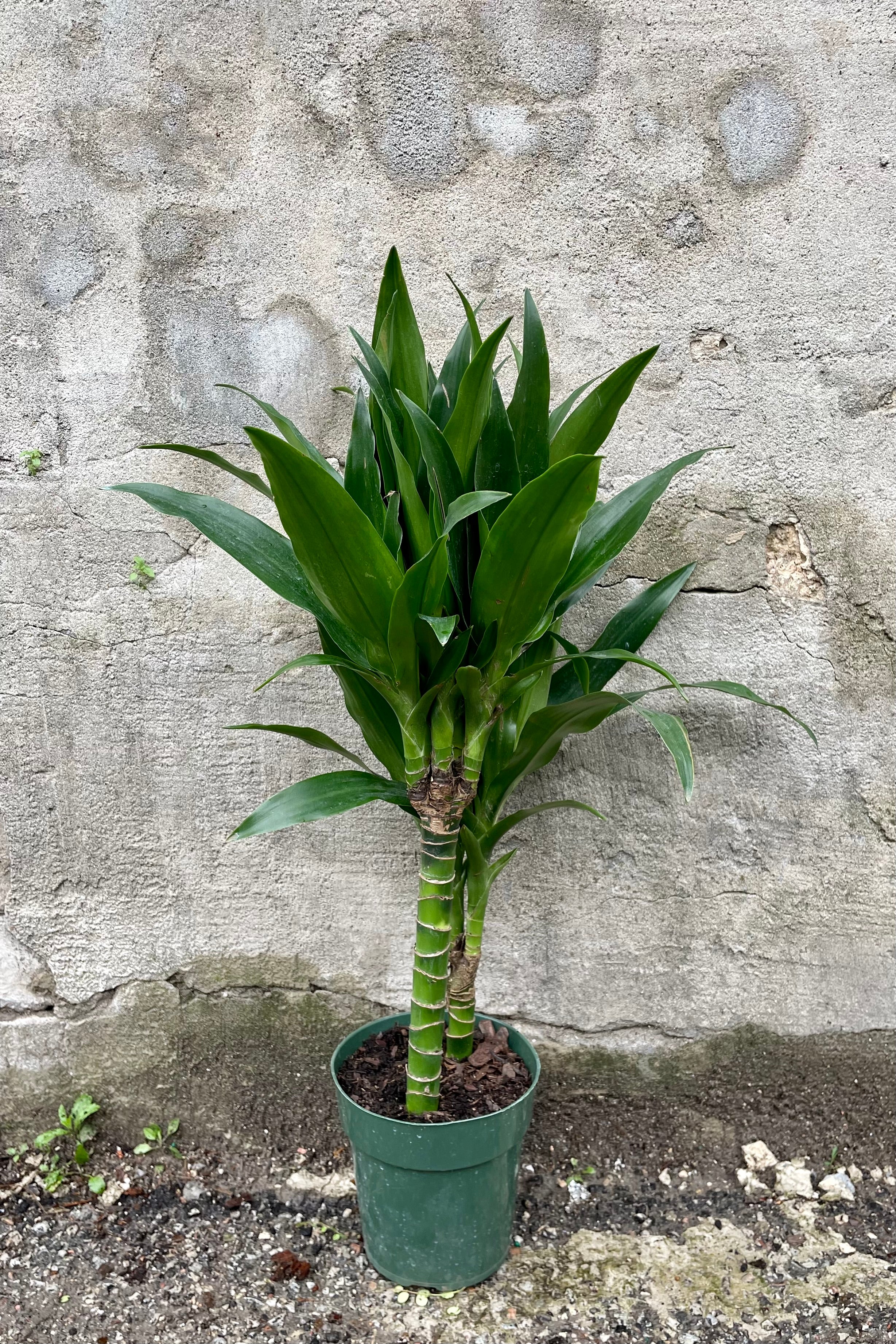 Dracaena 'Janet Craig' Cane - 6ft Tall Indoor Plant for Home & Office Decor | Low Light Houseplant for Living Room, Bedroom, or Workspace