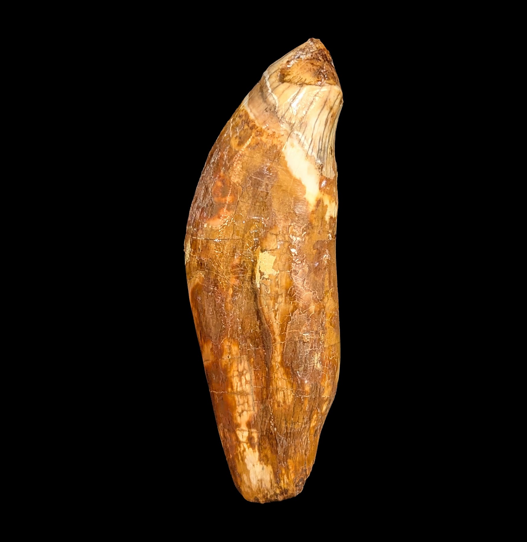 Authentic Fossil Cave Bear Canine Specimen - Genuine Ice Age Collectible for Paleontology Enthusiasts - Perfect for Museum Displays, Educational Collections, and Home Decor
