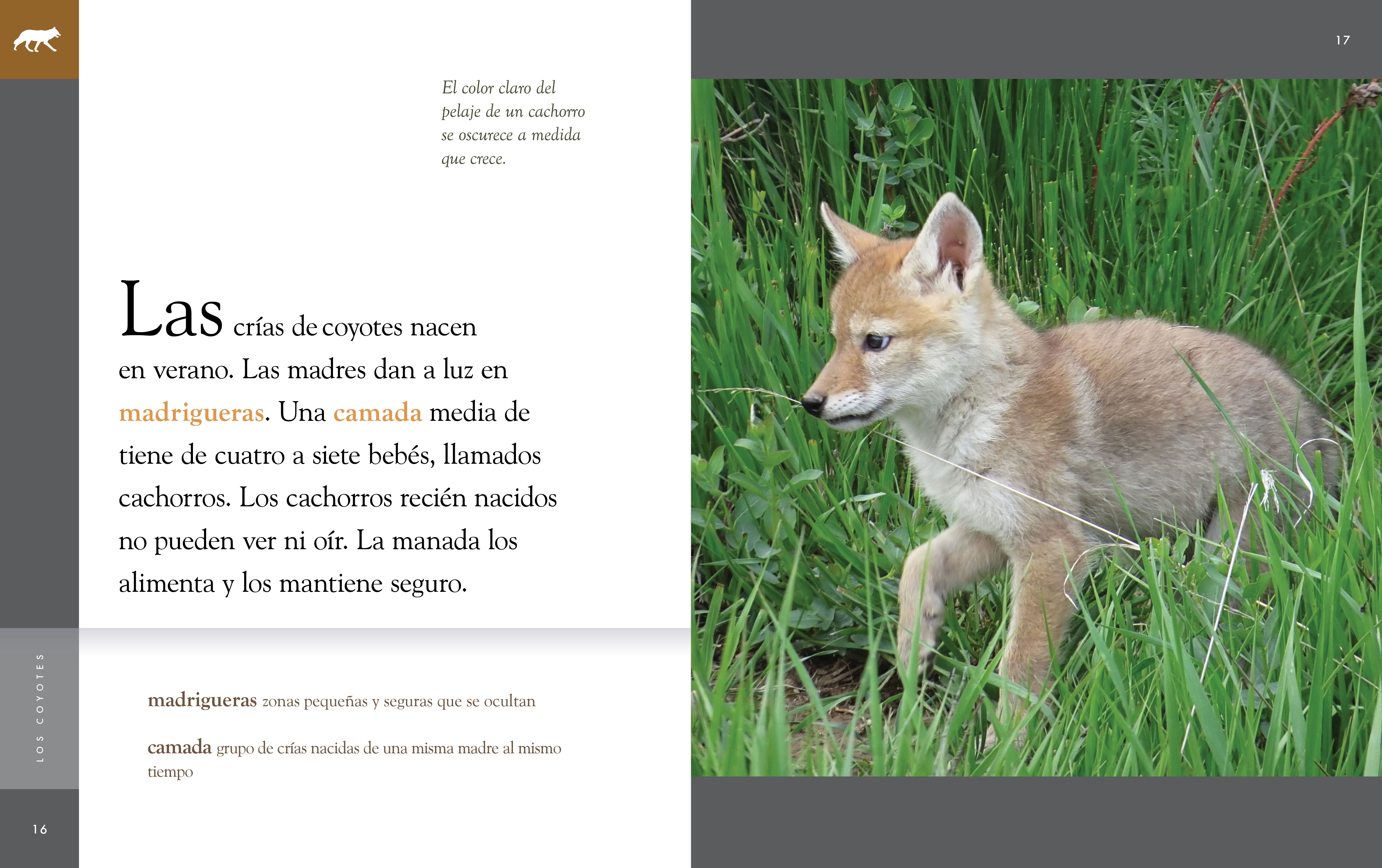 Los Coyotes Animal Planet 2025 - Wildlife Documentary DVD - Perfect for Nature Lovers & Educational Viewing