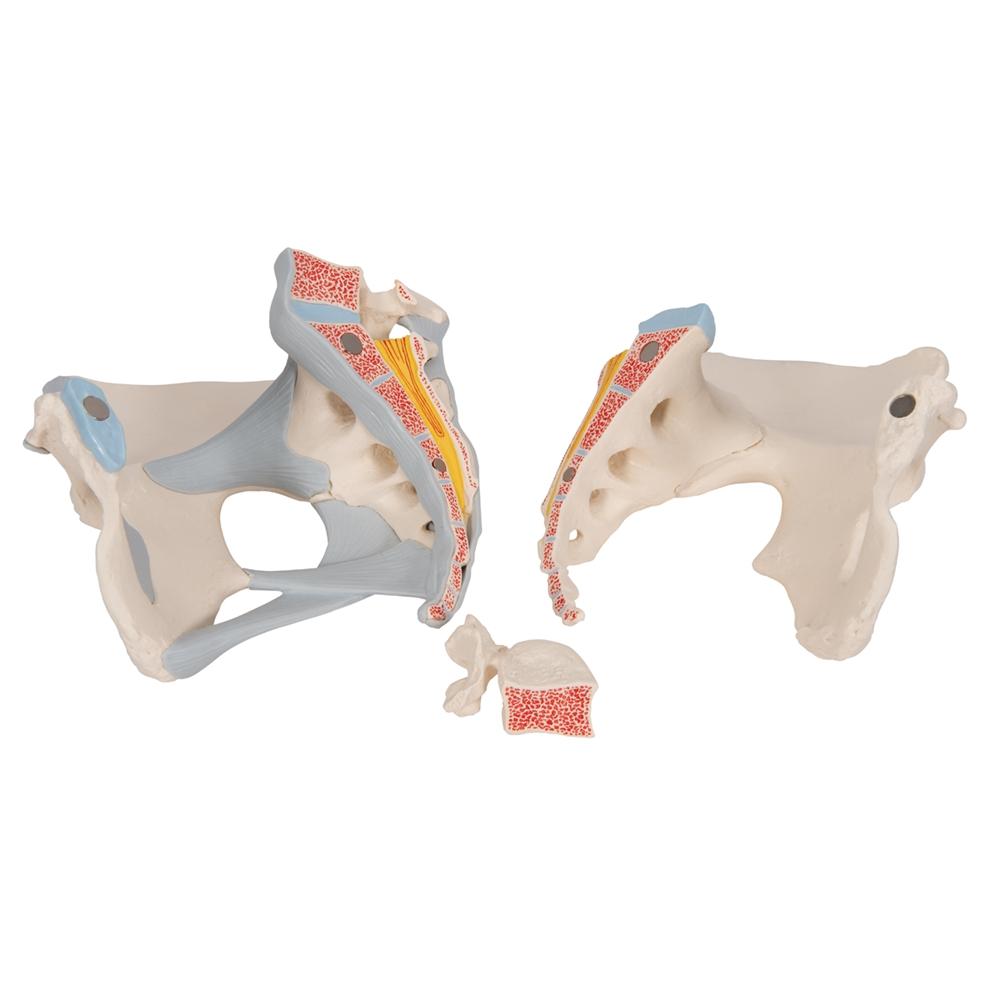 3-Part Female Pelvis Model with Ligaments - Anatomical Study, Medical Education & Physical Therapy Training Tool - Perfect for Students, Doctors & Healthcare Professionals