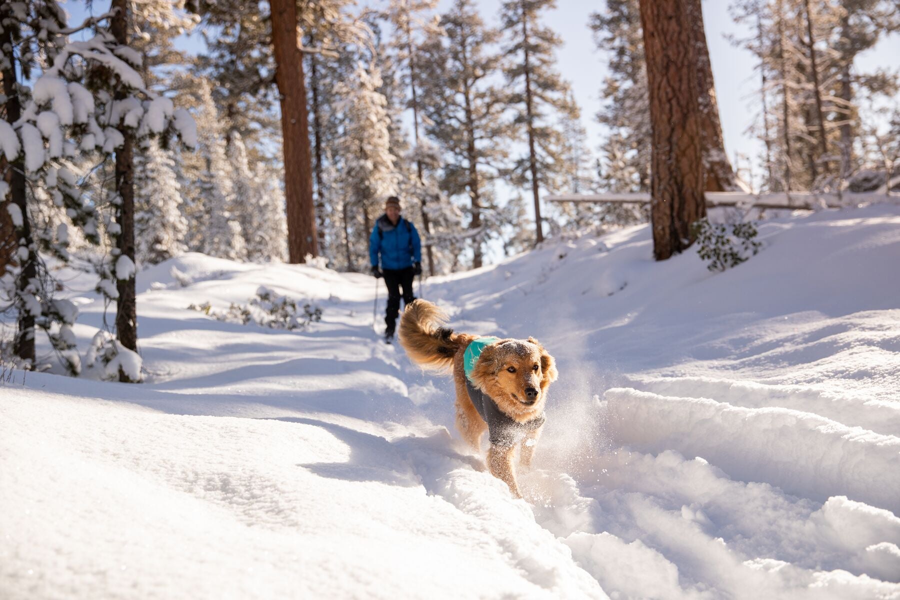Ruffwear® Cloud Chaser® Waterproof Dog Jacket - Blue Aqua | All-Weather Protection for Hiking & Outdoor Adventures