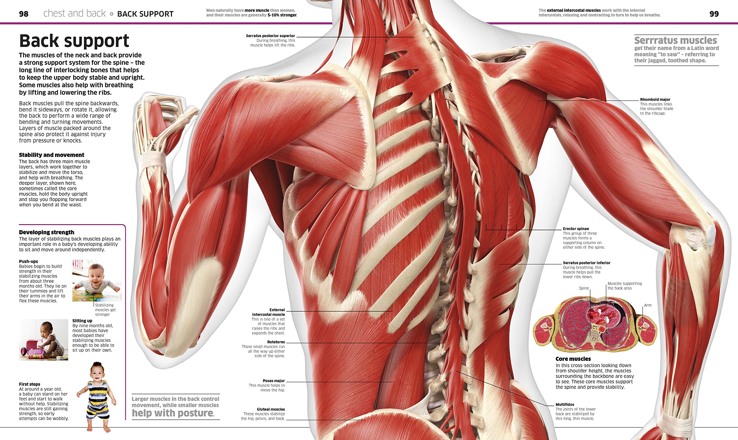 Knowledge Encyclopedia Human Body! - Illustrated Science Book for Kids & Teens | Perfect for Homeschooling & Classroom Learning