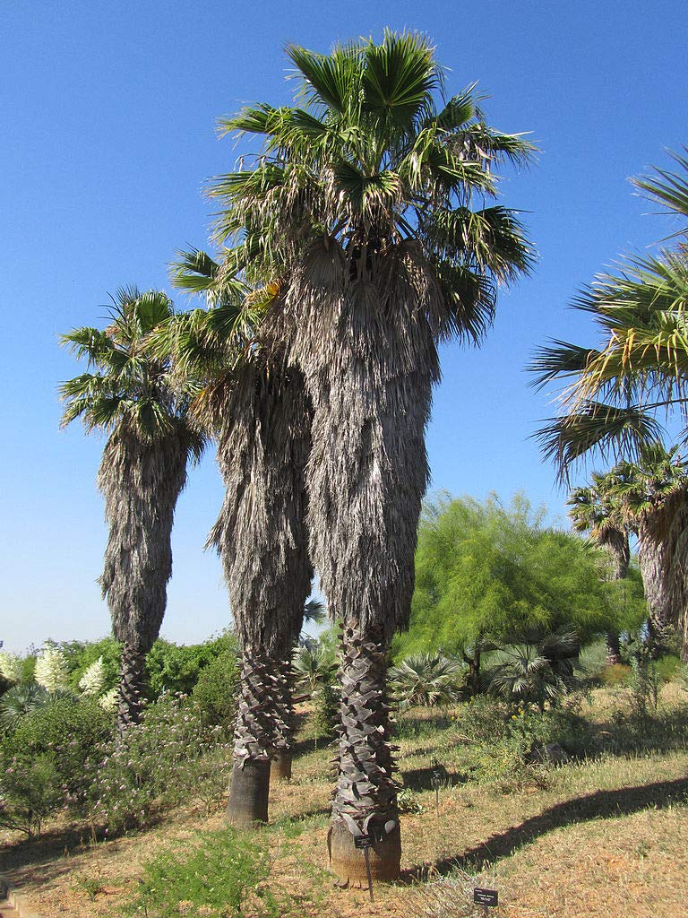 Washingtonia filifera Seeds (1 oz, Approx 368 Seeds) - Desert Fan Palm, W. filamentosa, Desert Palm, Neowashingtonia, W. arizonica - Perfect for Xeriscaping, Drought-Tolerant Gardens & Desert Landscaping