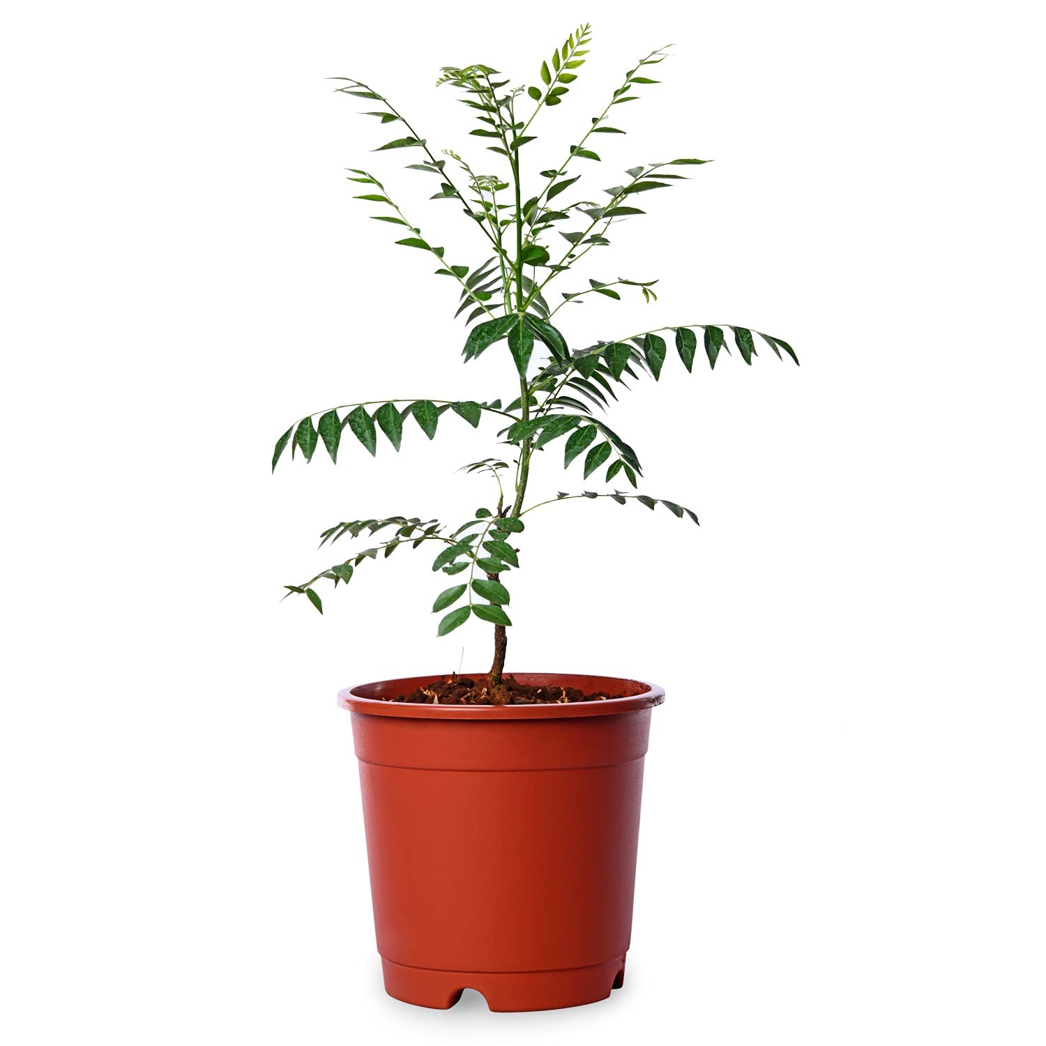 UGALOO Curry Leaf Plant (Murraya Koenigii) - Live Herb Plant in Black Pot, Sweet Neem for Cooking | Perfect for Indian Cuisine, Home Gardening & Organic Herbs