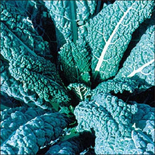 Premium 8-Variety Deluxe Kale Seed Mix - Non-GMO, Heirloom, Nutrient-Rich Greens (300 Seeds) | Free Shipping | Perfect for Home Gardens, Smoothies & Healthy Salads
