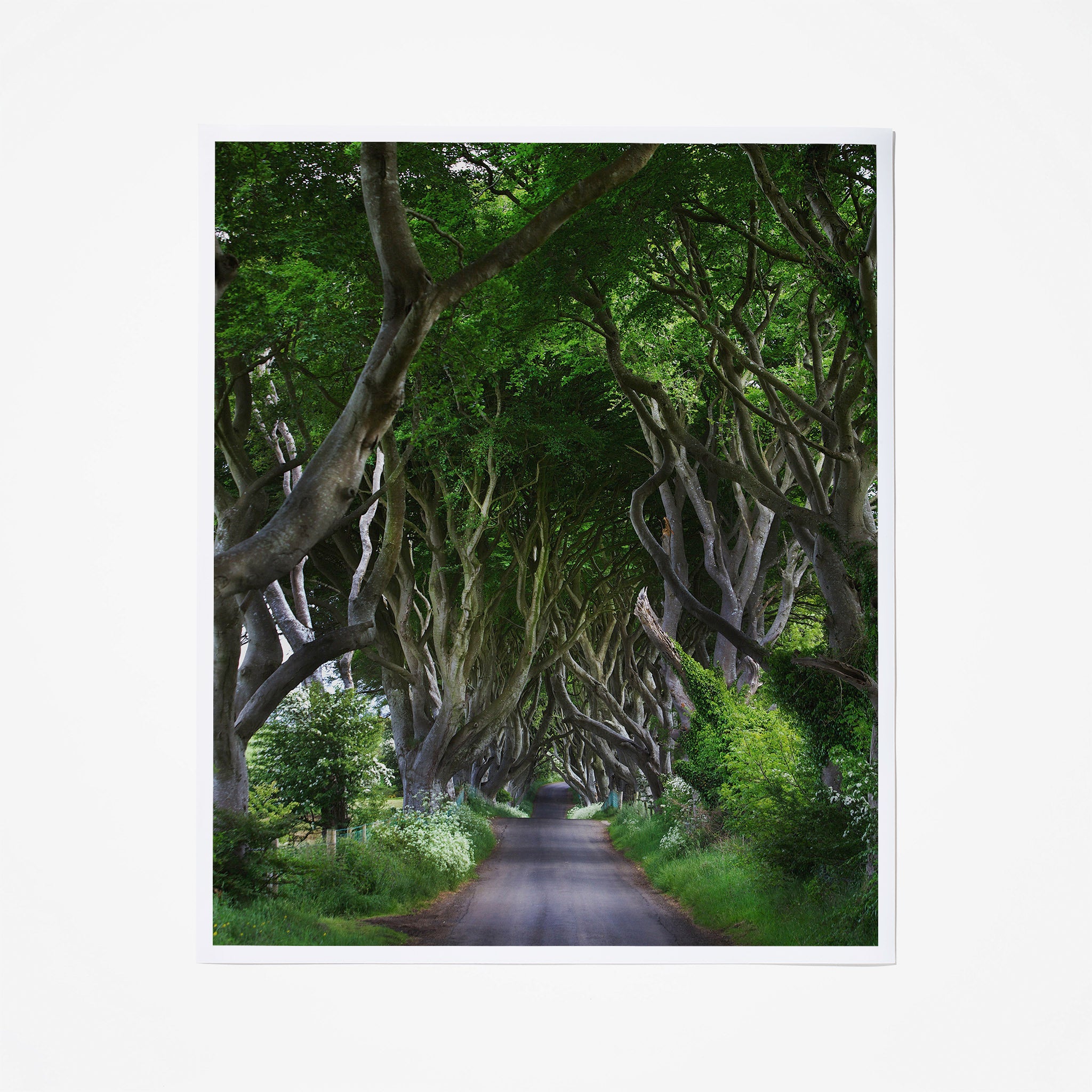Dark Hedges Belfast - Stunning Natural Tree Tunnel in Northern Ireland | Perfect for Photography & Scenic Walks