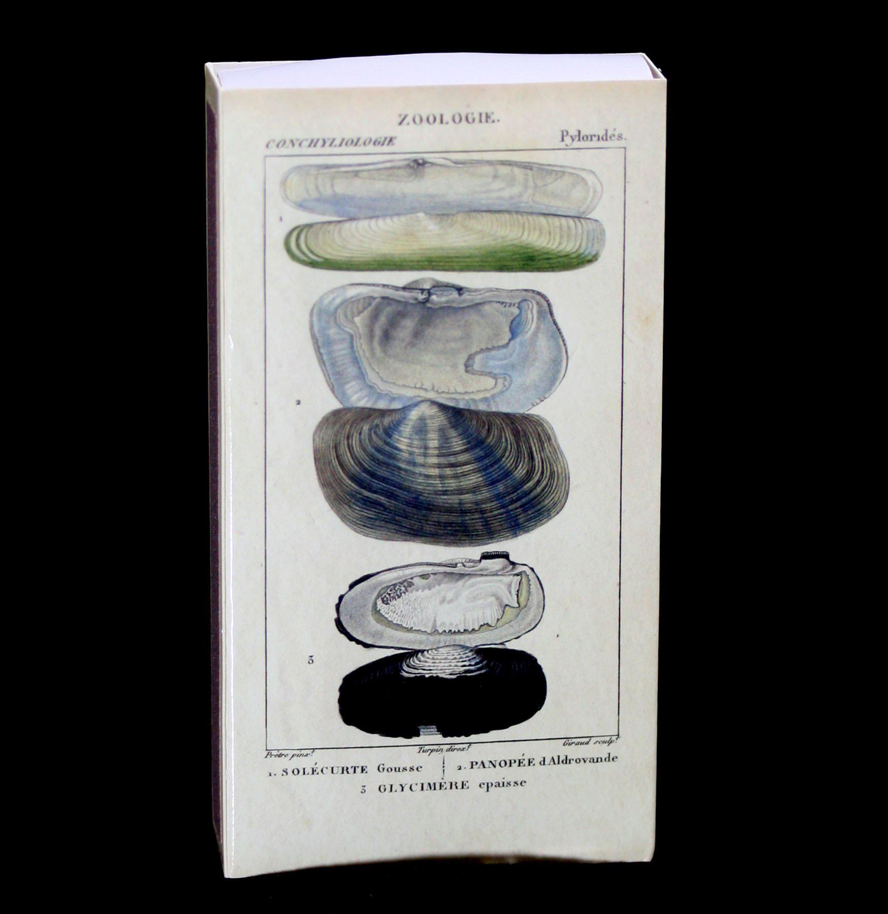 Natural Seashell Specimens for Collectors - Real Ocean Shells for Home Decor, Crafts, and Science Projects | Perfect for Beach Themed Parties, DIY Jewelry, and Educational Displays