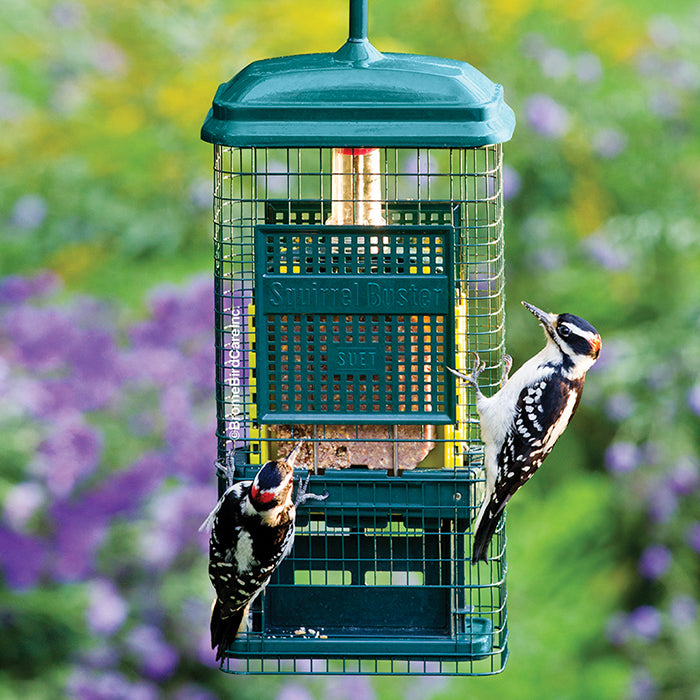 Brome Squirrel Buster Suet Feeder - Squirrel Proof Bird Feeder for Outdoor Use, Durable Metal Construction - Perfect for Backyard, Garden & Wildlife Watching