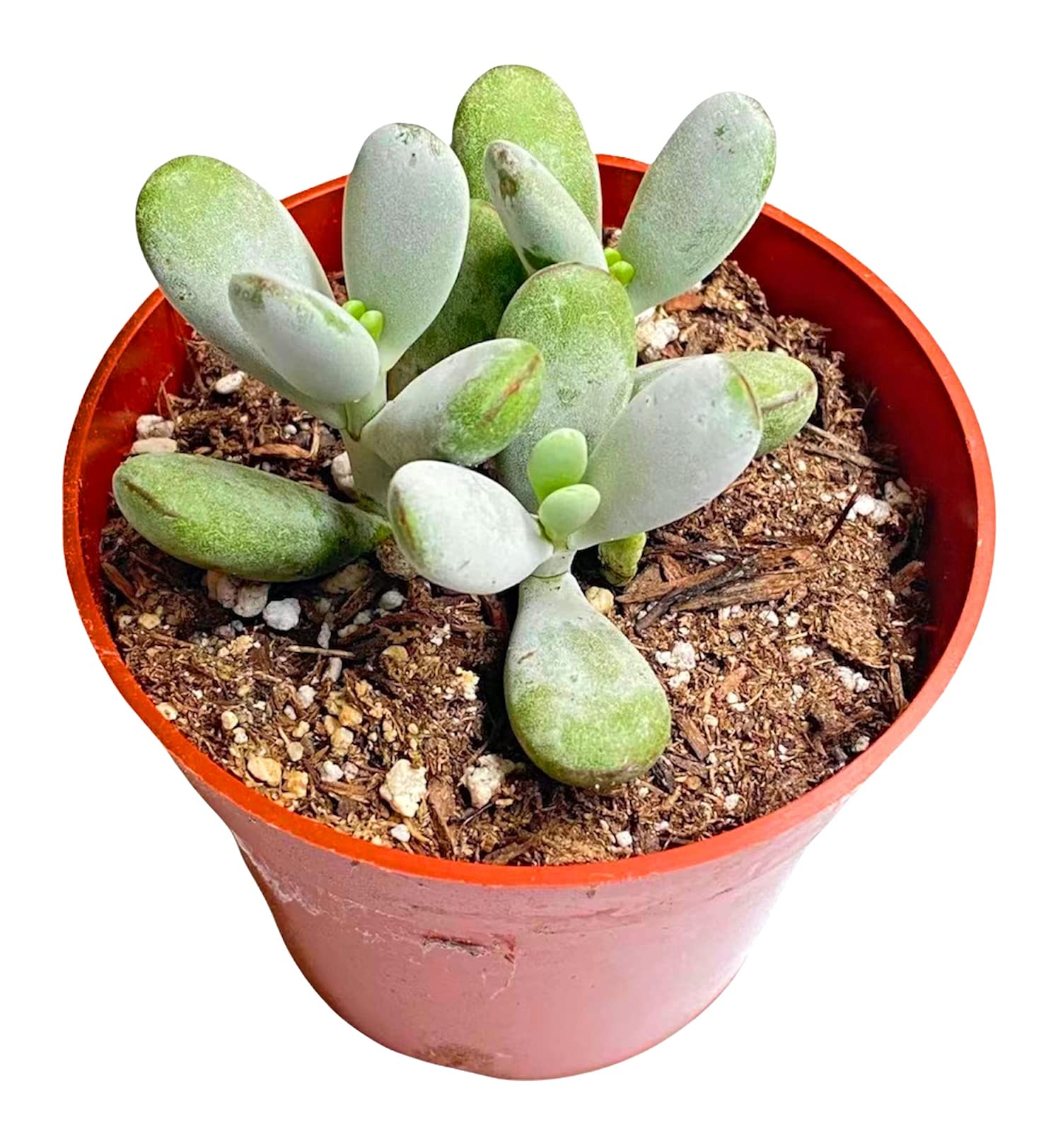 Live Succulent Plants - 4 Inch Cotyledon Orbiculata cv - Low Maintenance Indoor/Outdoor Houseplants for Home Decor, Office Desk & Garden Arrangements