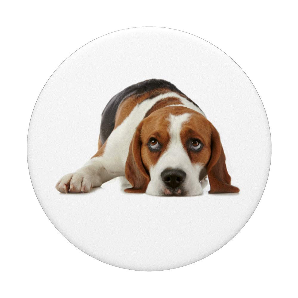 Adorable Beagle Puppy for Sale - Cute & Friendly Beagle Dog for Families & Pet Lovers | Perfect Companion for Home, Playtime & Outdoor Adventures