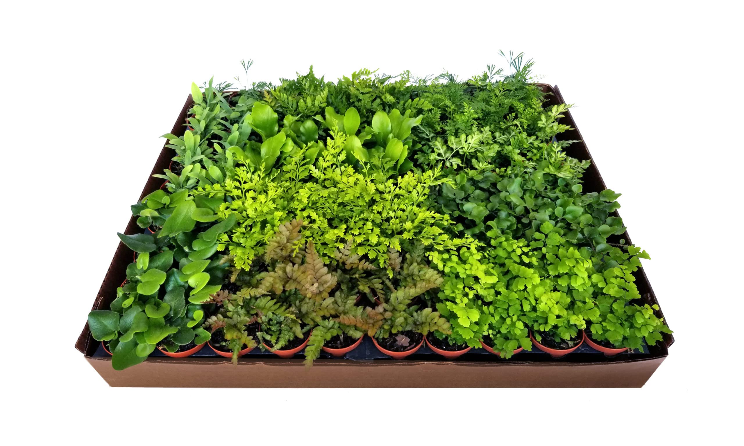 Ultimate Fern Collection - 90 Live Plants in 2 Inch Pots - Healthy & Beautiful Air-Purifying Indoor Plants - Easy to Grow for Home, Office & Gift Decor