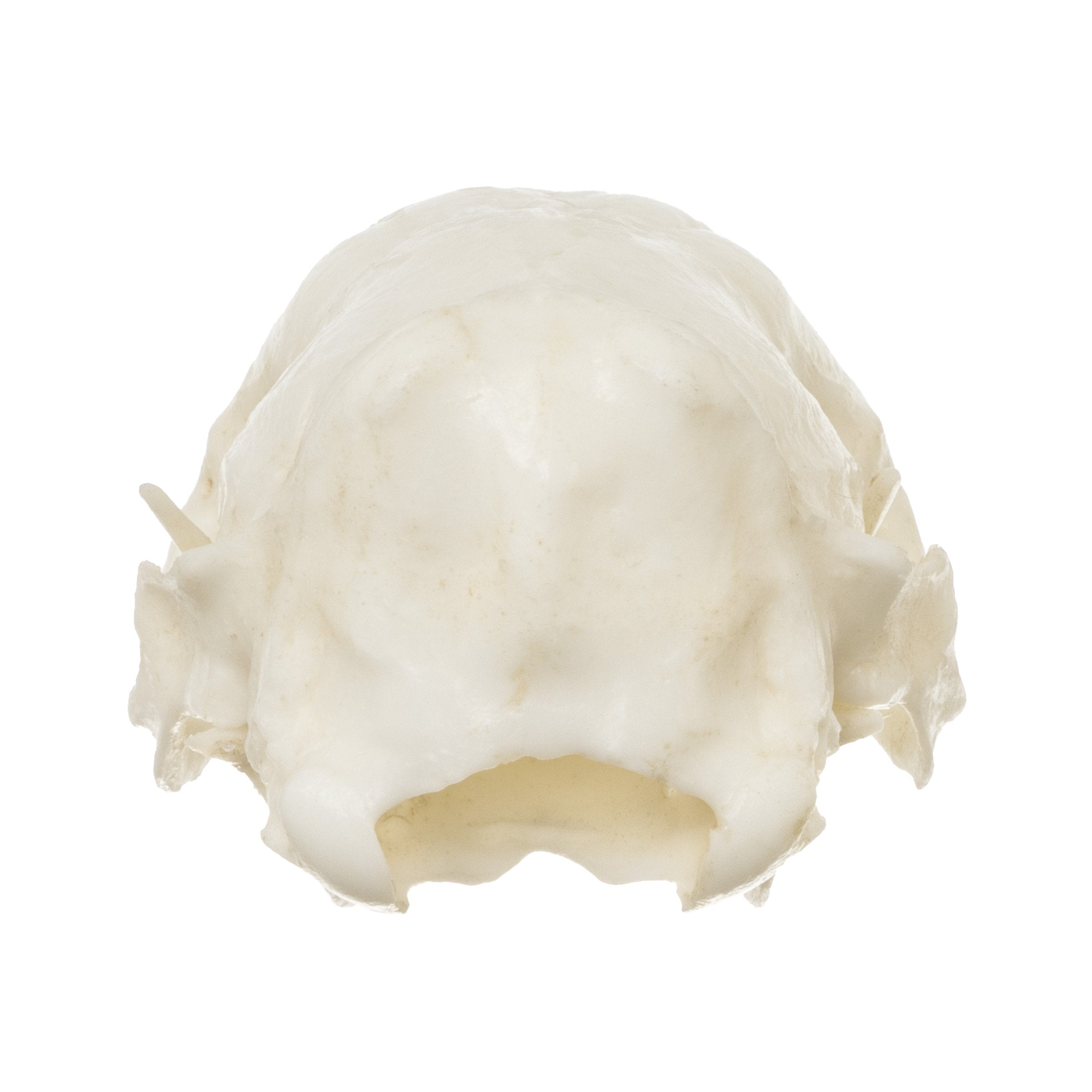 Authentic Replica Nine-Banded Armadillo Skull - Lifelike Animal Skull Model for Home Decor, Educational Display, and Halloween Props