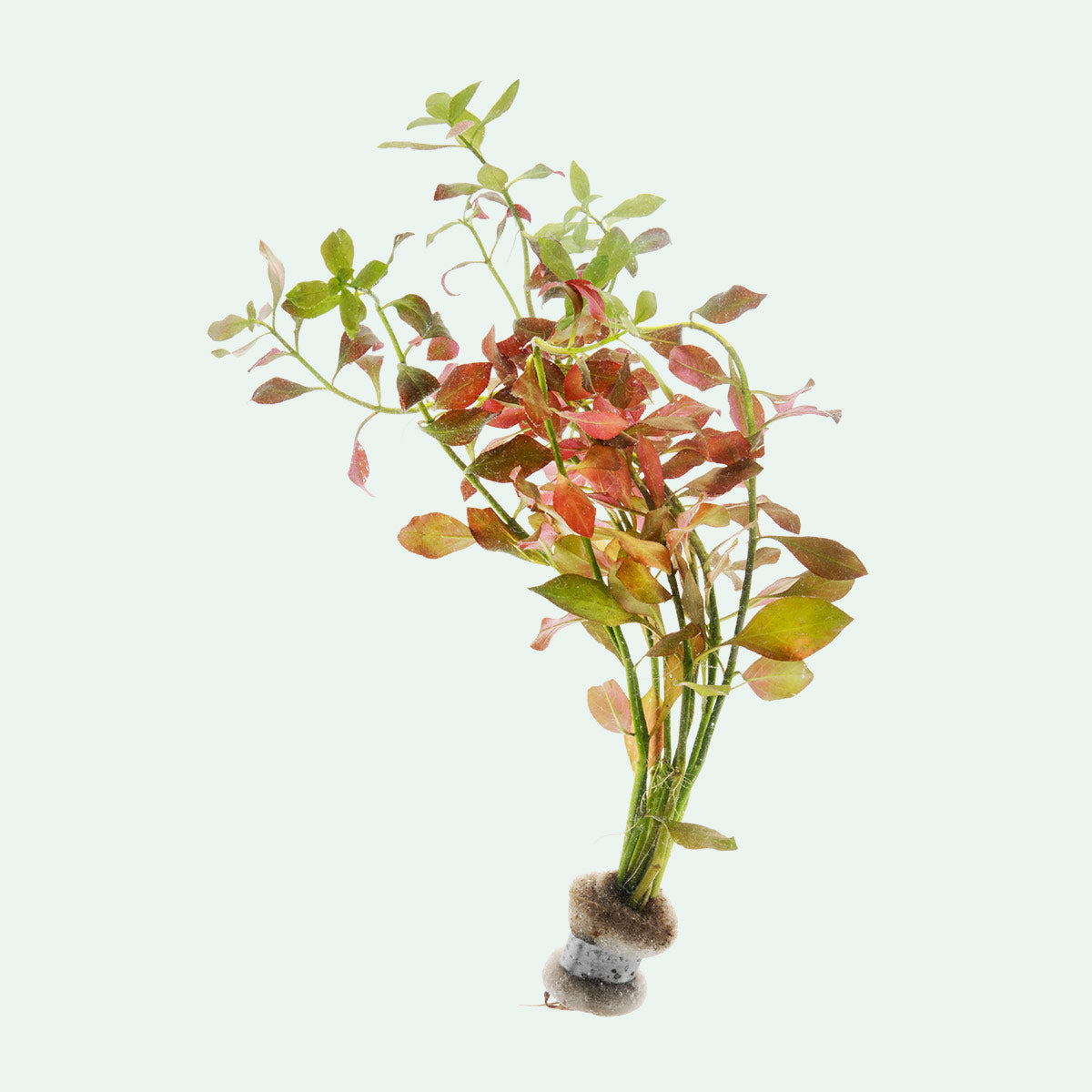 Ludwigia Ovalis Aquatic Plant for Aquariums - Live Freshwater Plant for Fish Tanks, Aquascaping & Aquatic Gardens
