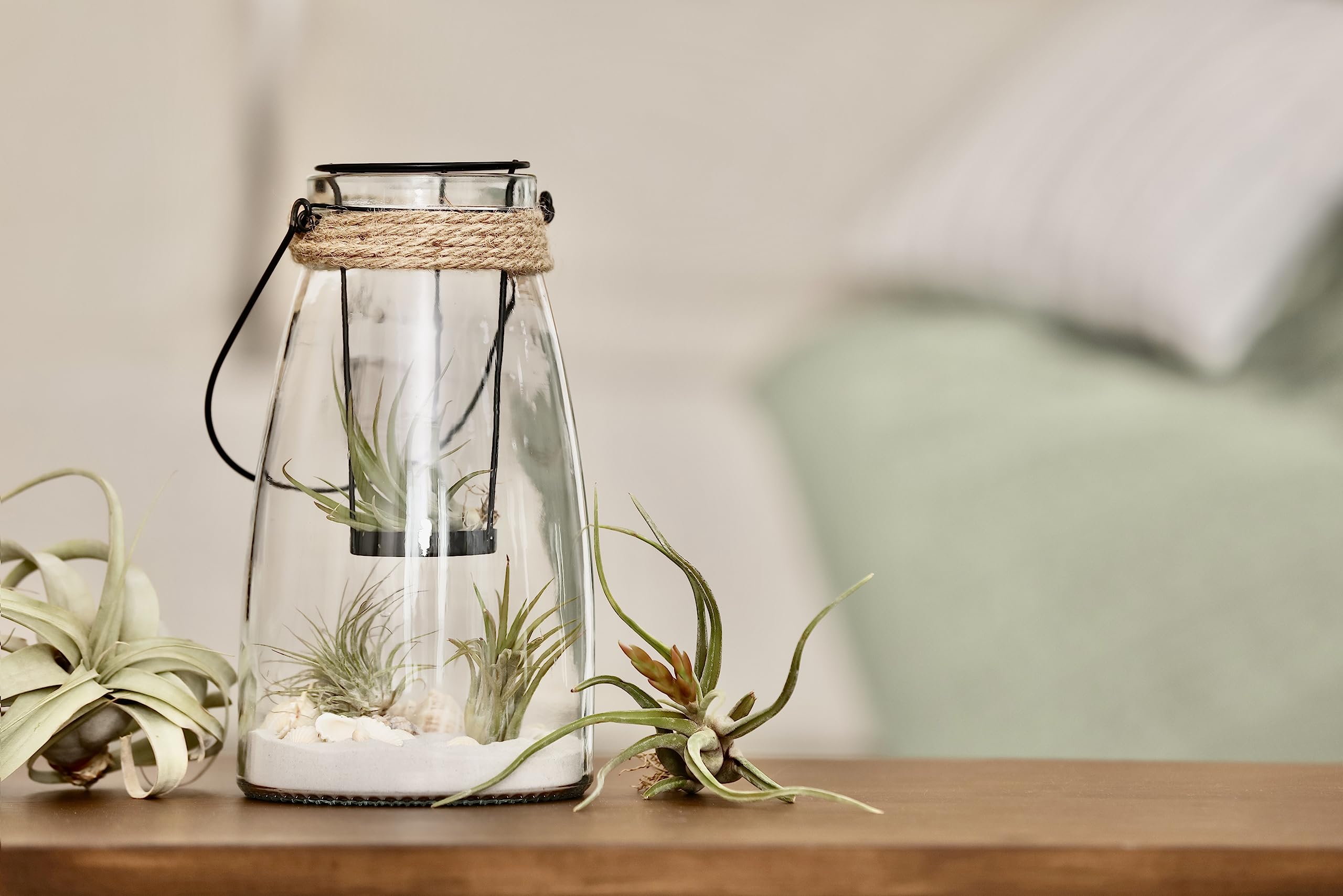 Live Ionantha Tillandsia Air Plants (10 Pack) - Easy Care Indoor Houseplants for Terrariums, Plant Holders & Home Decor | Perfect for Offices, Gifts & DIY Garden Projects